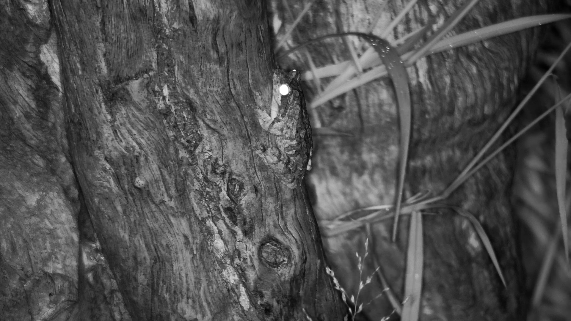 Grey Foam-Nest Frog Blending on Tree