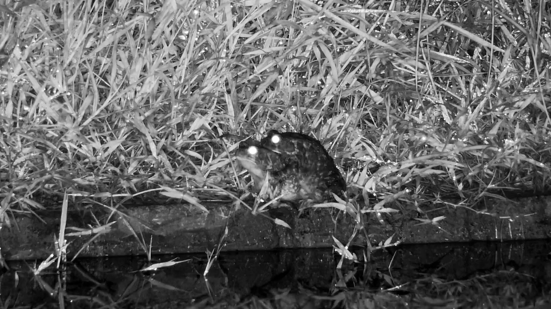 Frogs Breed at the Water’s Edge