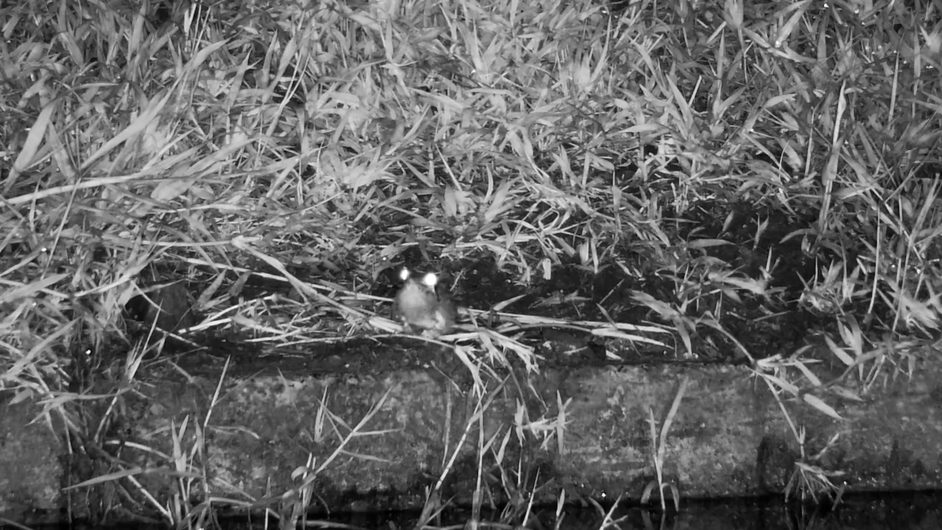 Little Frog Serenades the Water