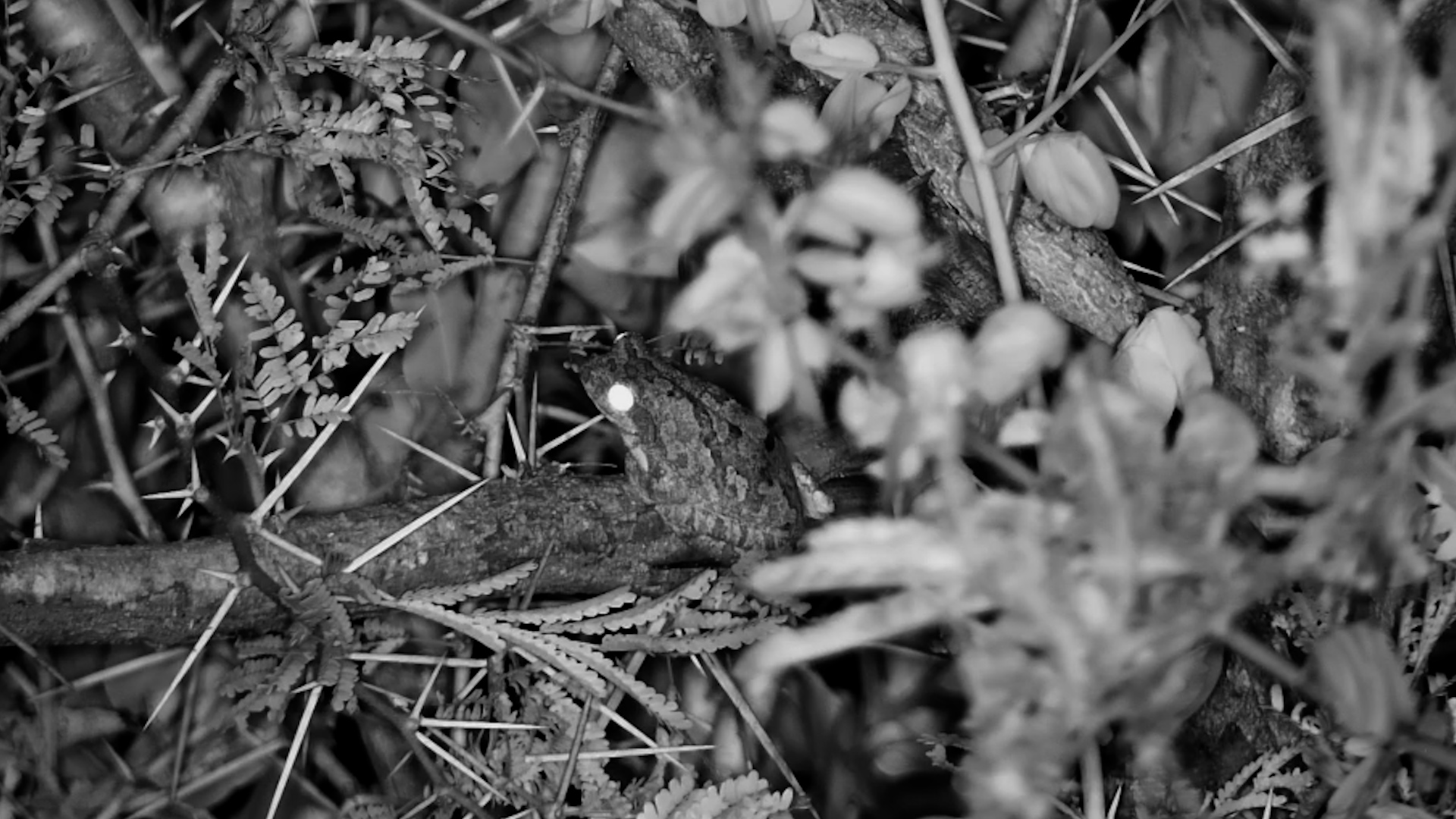 A Frog in the Branches After Dark