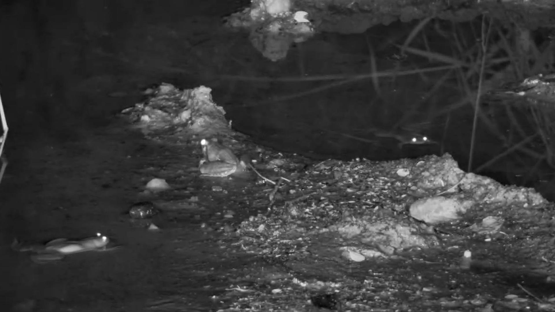 A Quiet Evening for Three Fogs