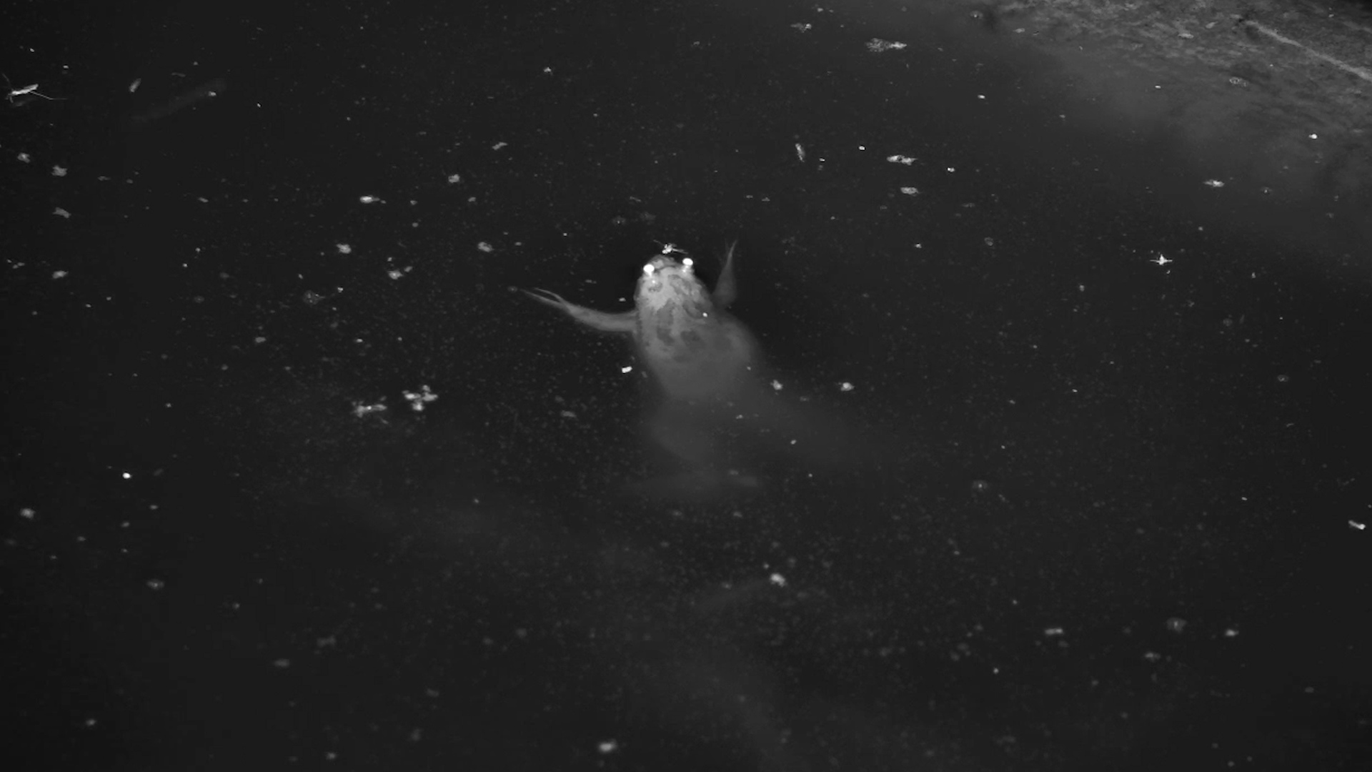 Night Life Beneath the Ripples