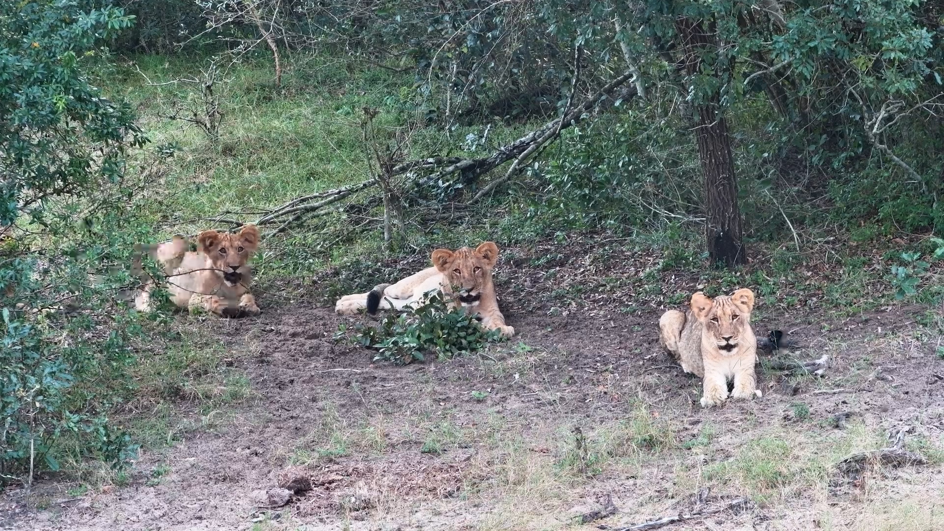Fat-Bellied Lion Cubs Wander Into Tembe