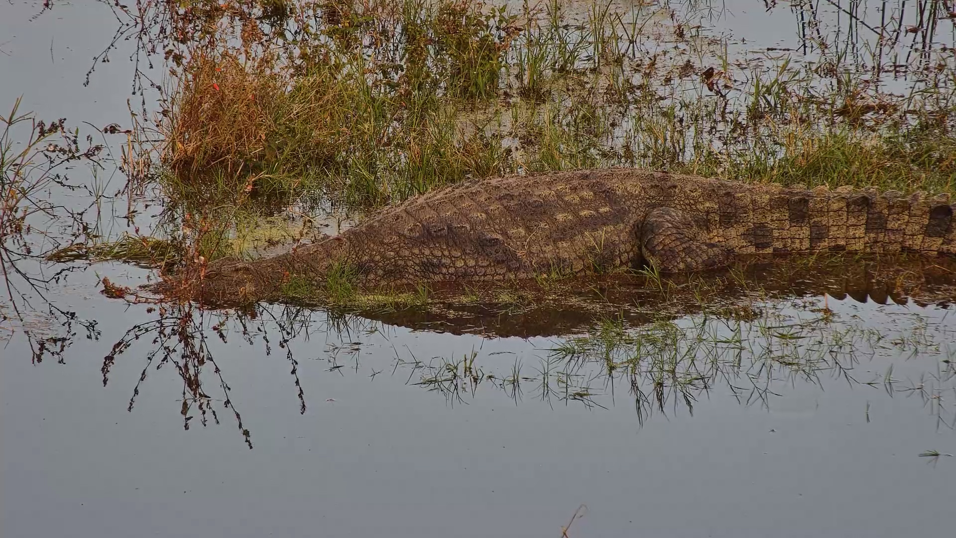 A Majestic Croc Glides Through the Water