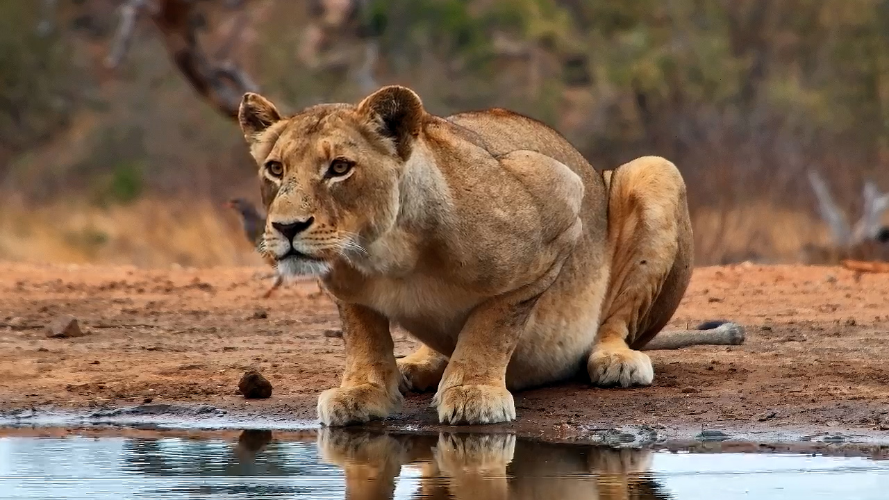 Sunrise Encounter: Lioness Enjoys Morning Drink