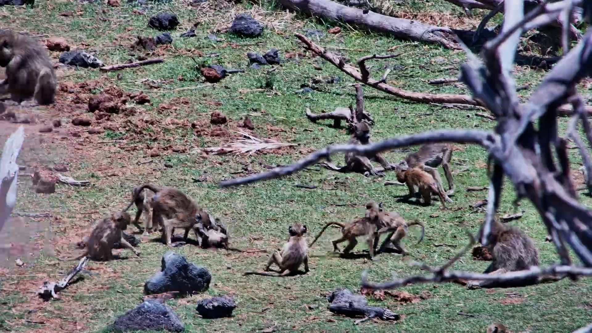 Young Yellow Baboons at Play