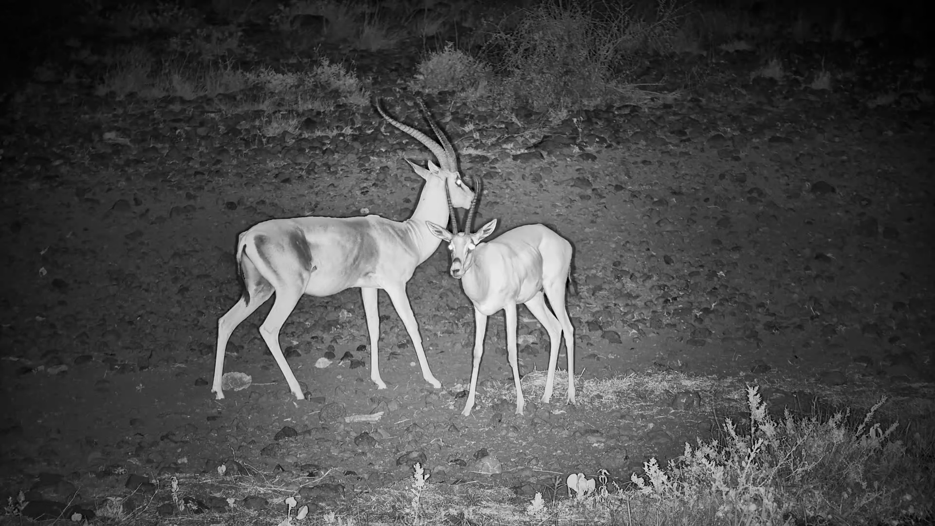 Midnight Romance… or Rejection?