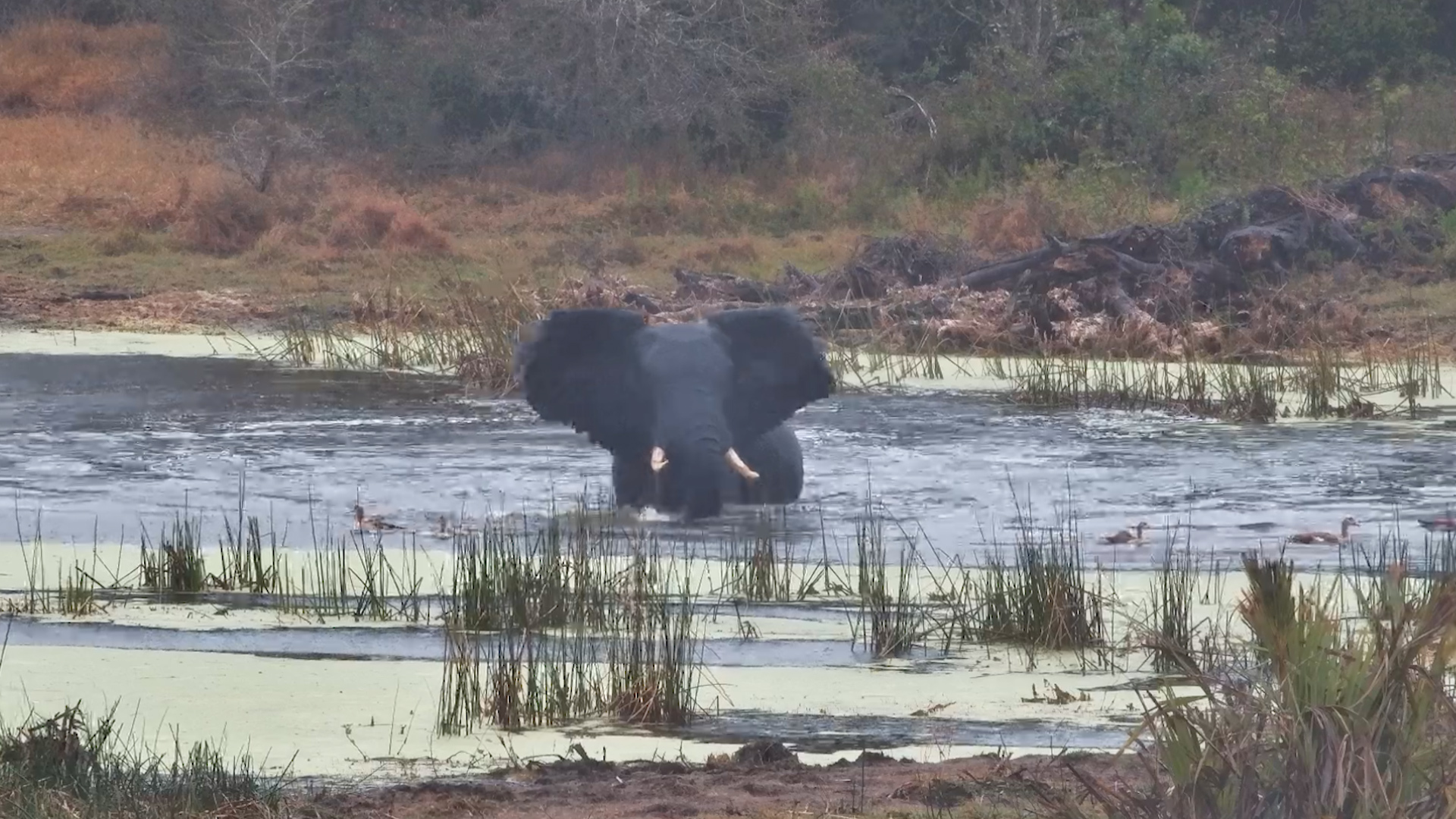 The Geese Were NOT Ready for This Elephant