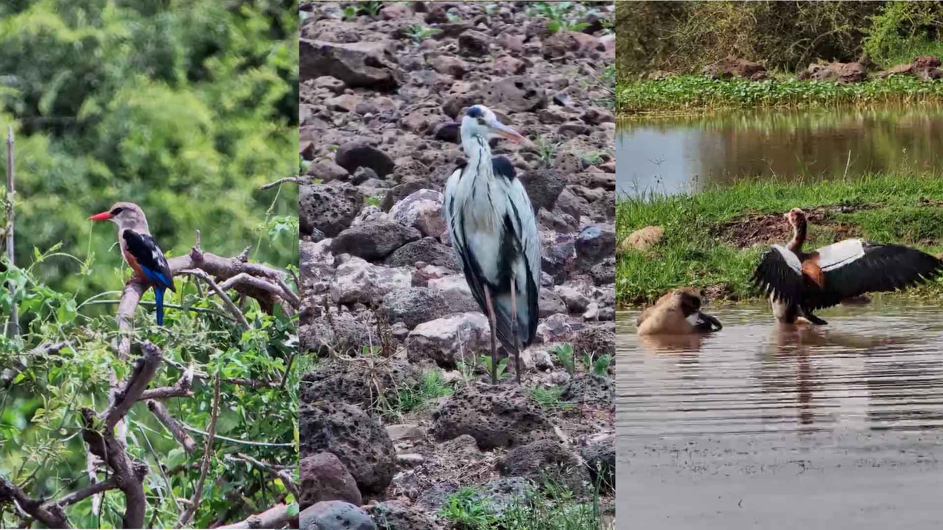 EPIC Birdwatching Morning in Kenya!