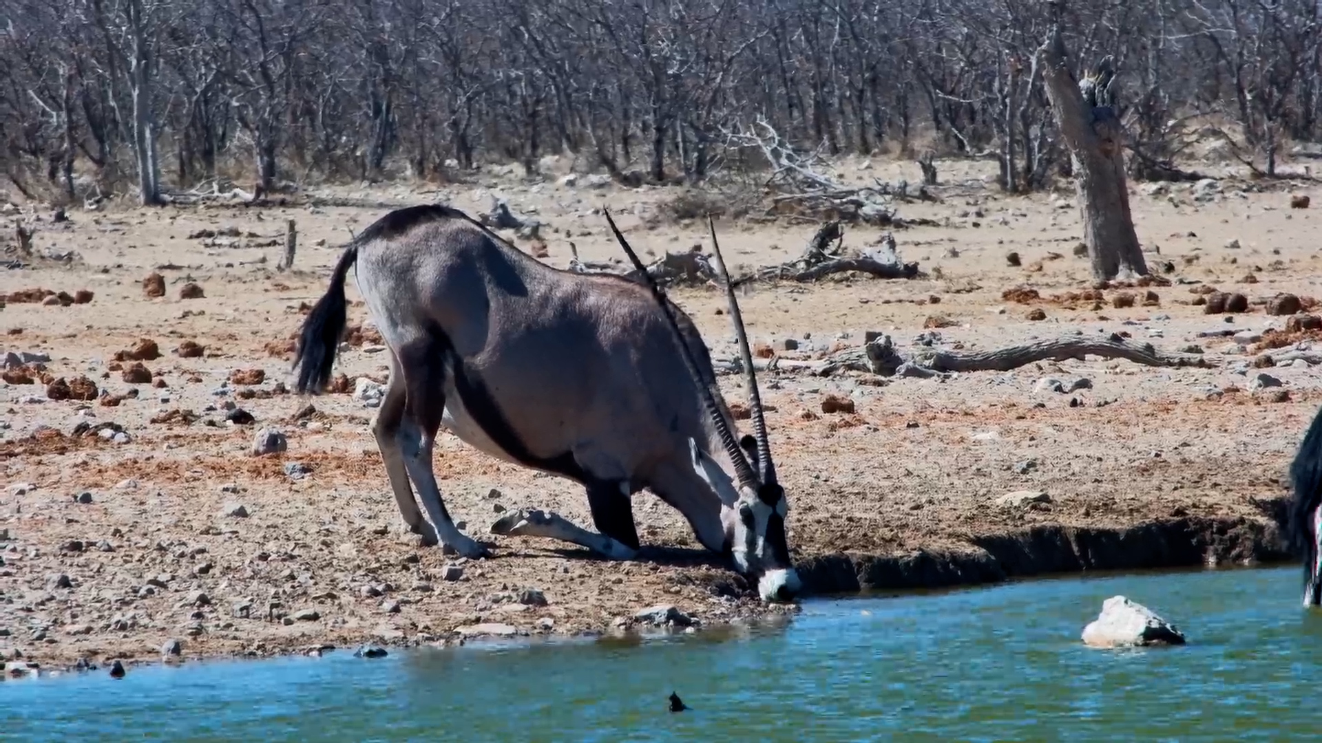Mum-to-Be Takes a Waterhole Break