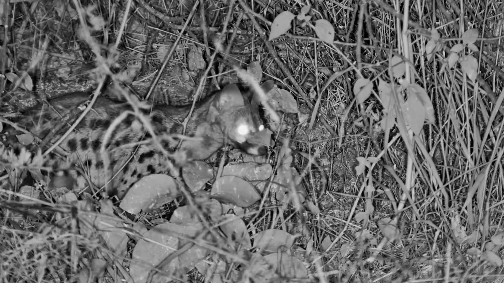 What Did This Genet Find in the Dark?