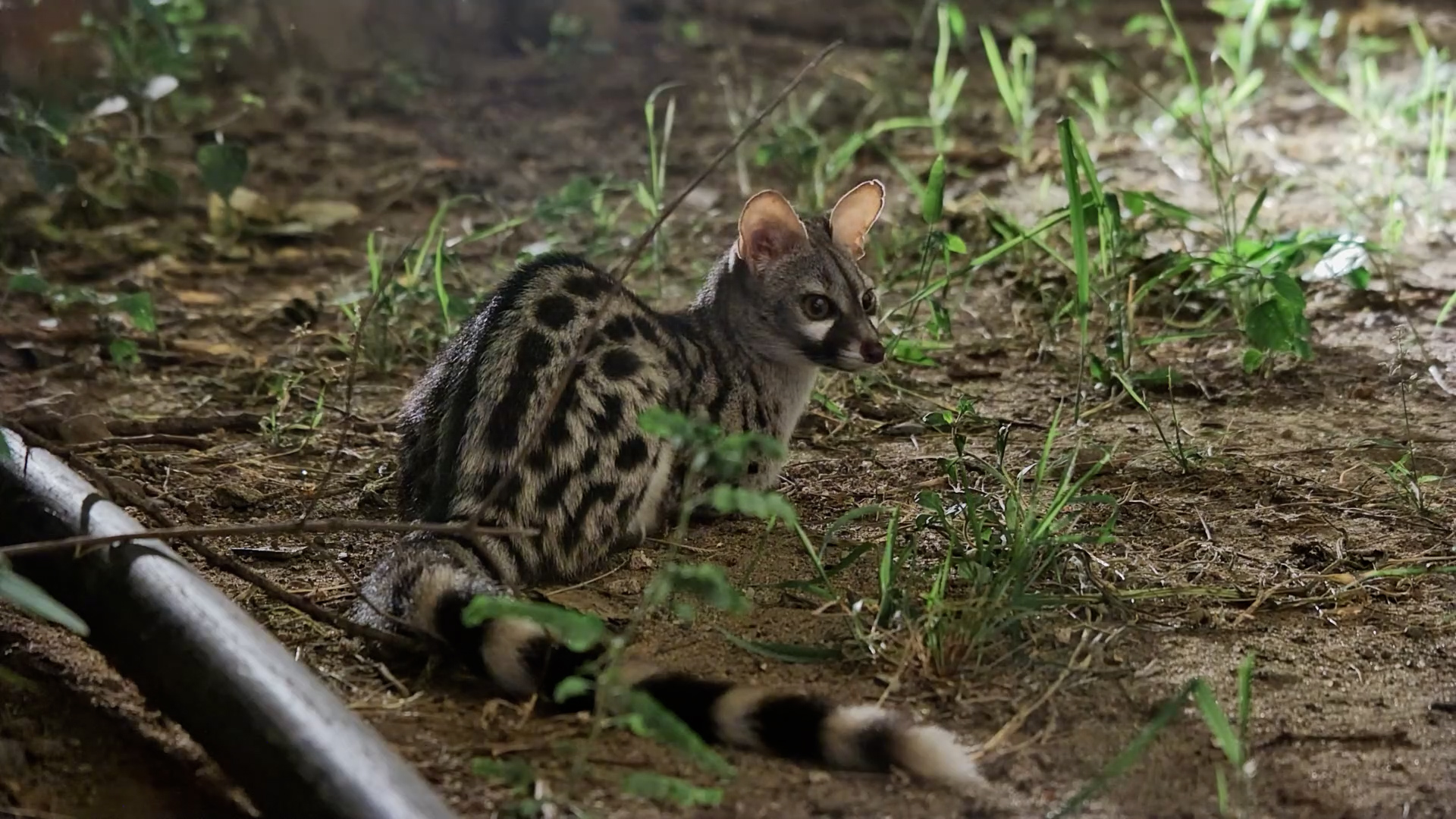 This Genet Sat Patiently Until Dinner Arrived