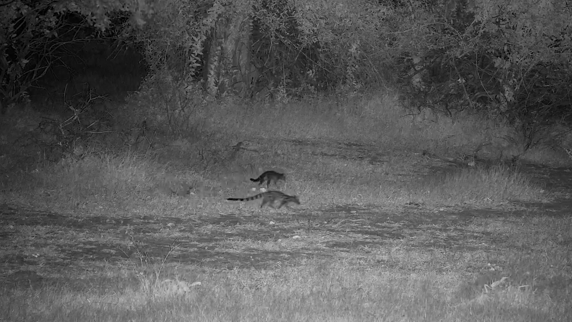 Two Genets, One Mission