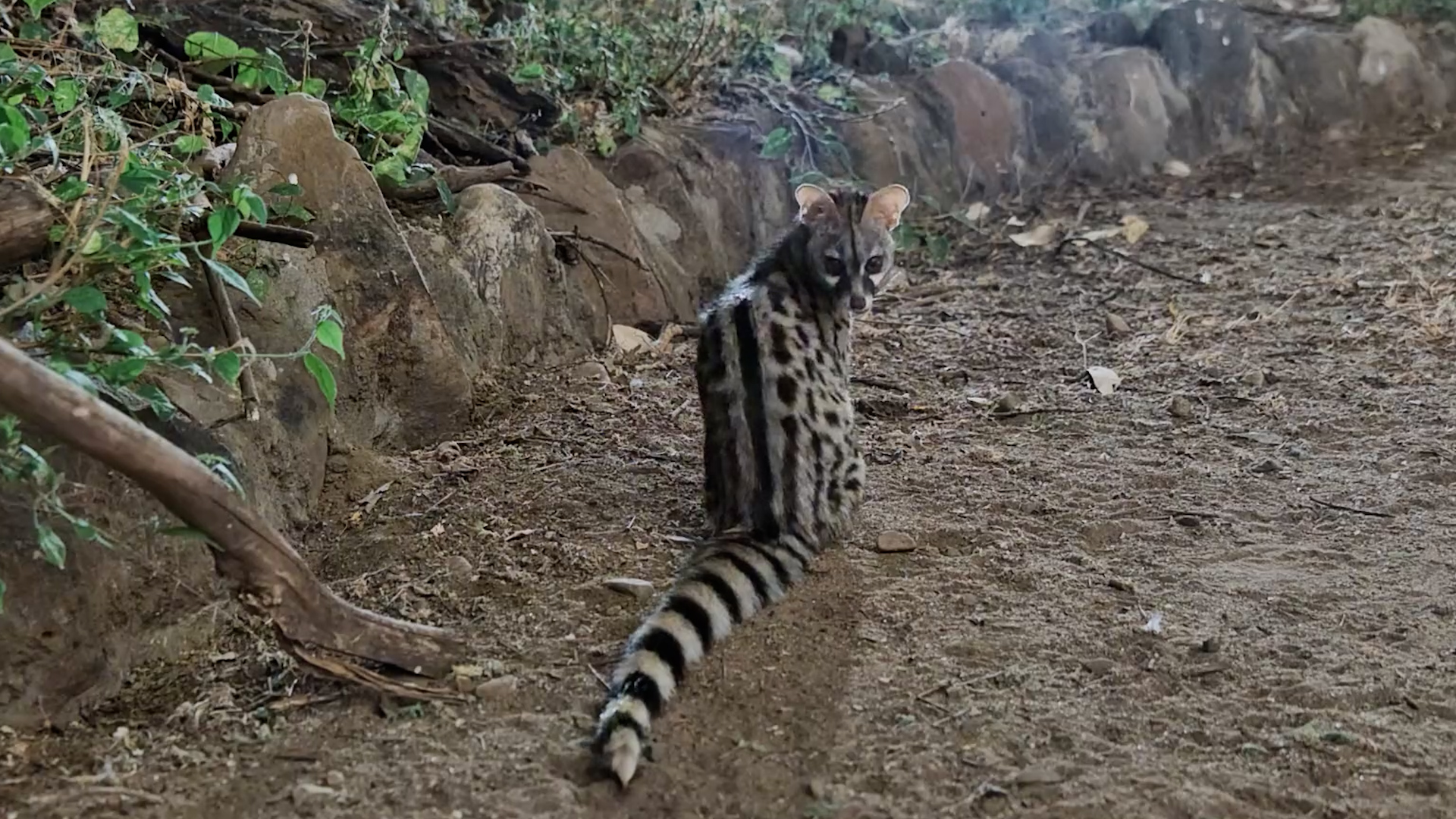Dinner Time for the Genet