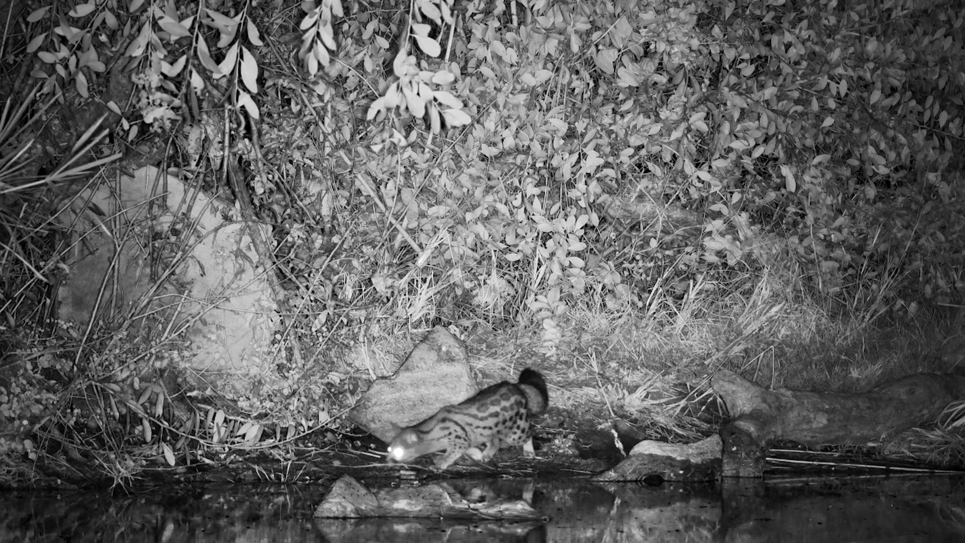 Genet Checks What's Hiding at the Water's Edge