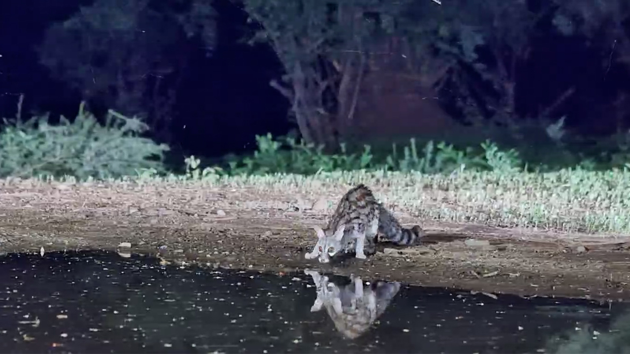 Agile Genet Climbs Cage in Search of Snacks