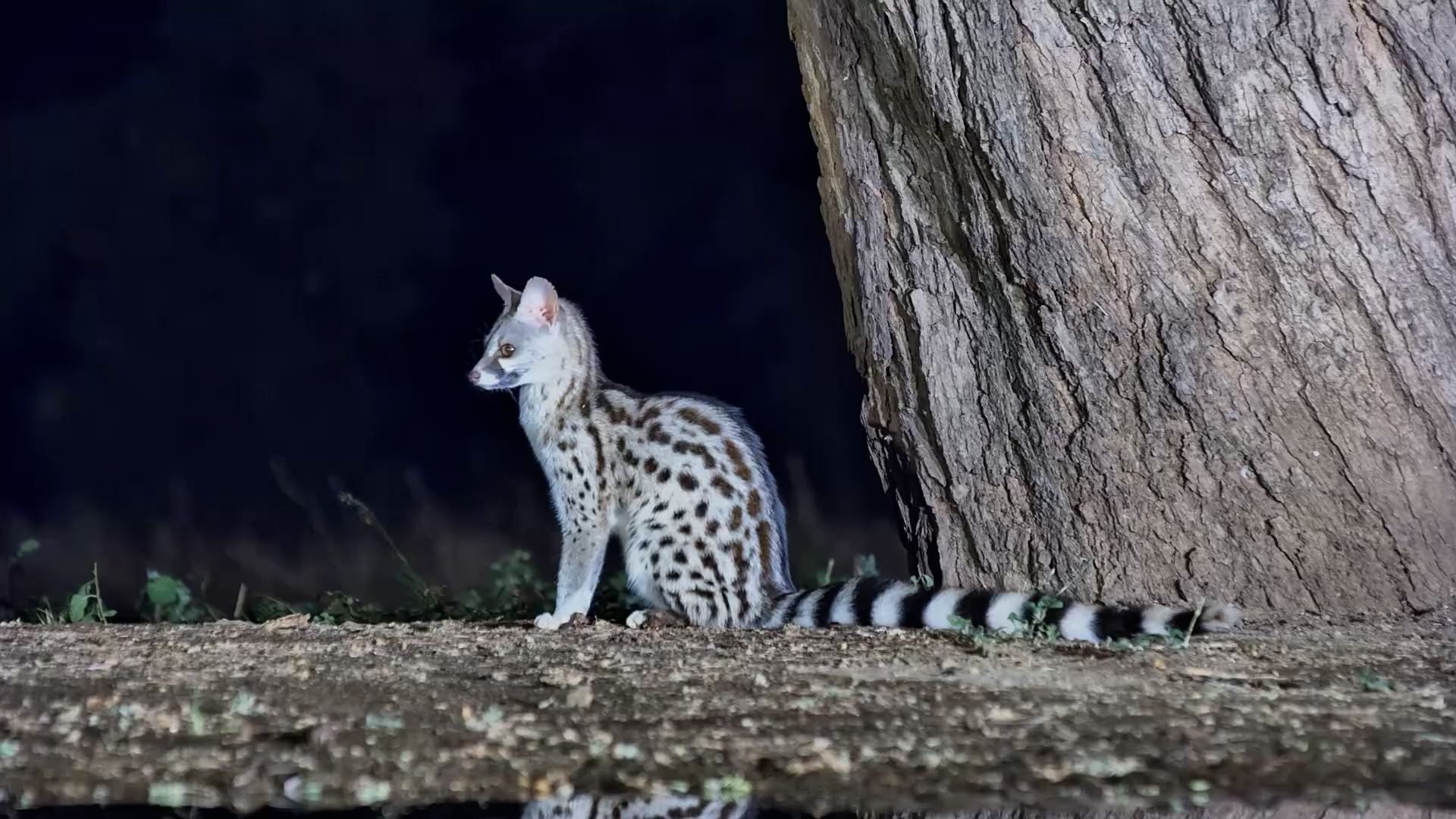 A Tiny Hunter in the Darkness