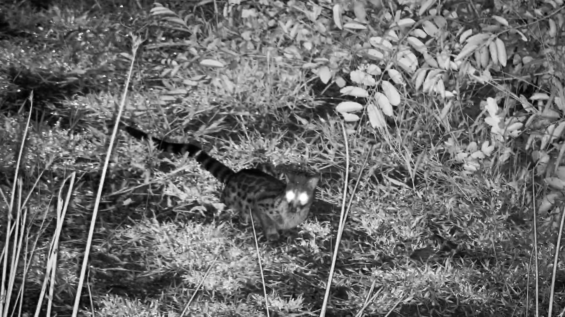 Genet Hunting Around Rosie’s Pam