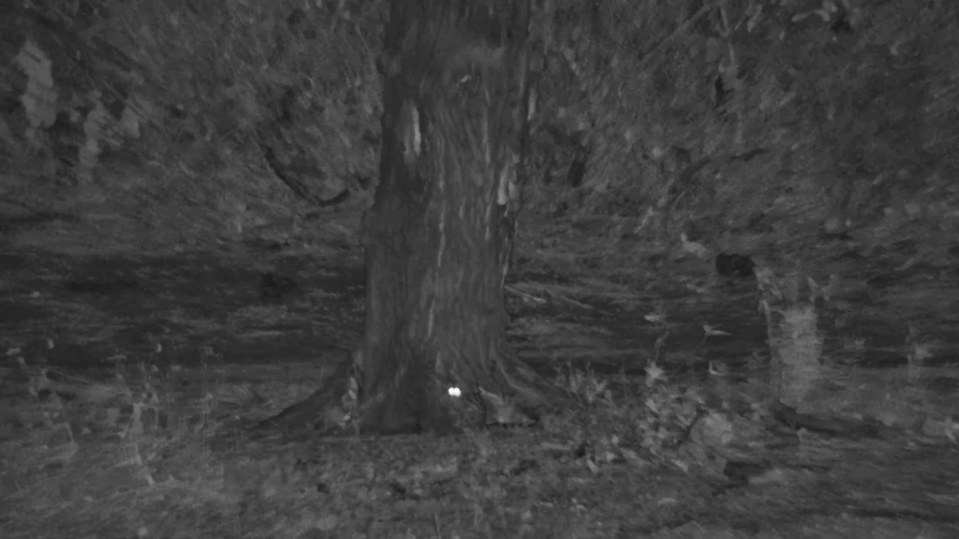 Elusive Genet Enjoys a Quiet Tsavo Night