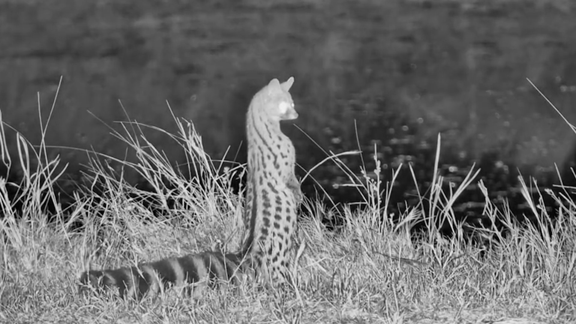 This Genet Stood Up Like a Meerkat