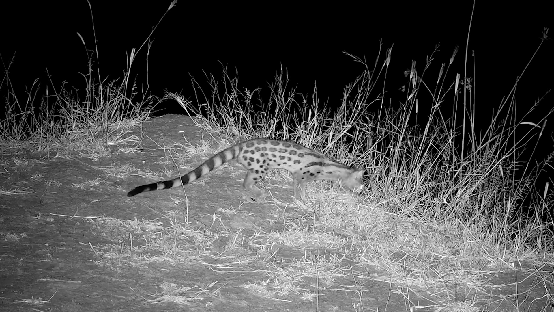 Midnight Mission | Large-Spotted Genet