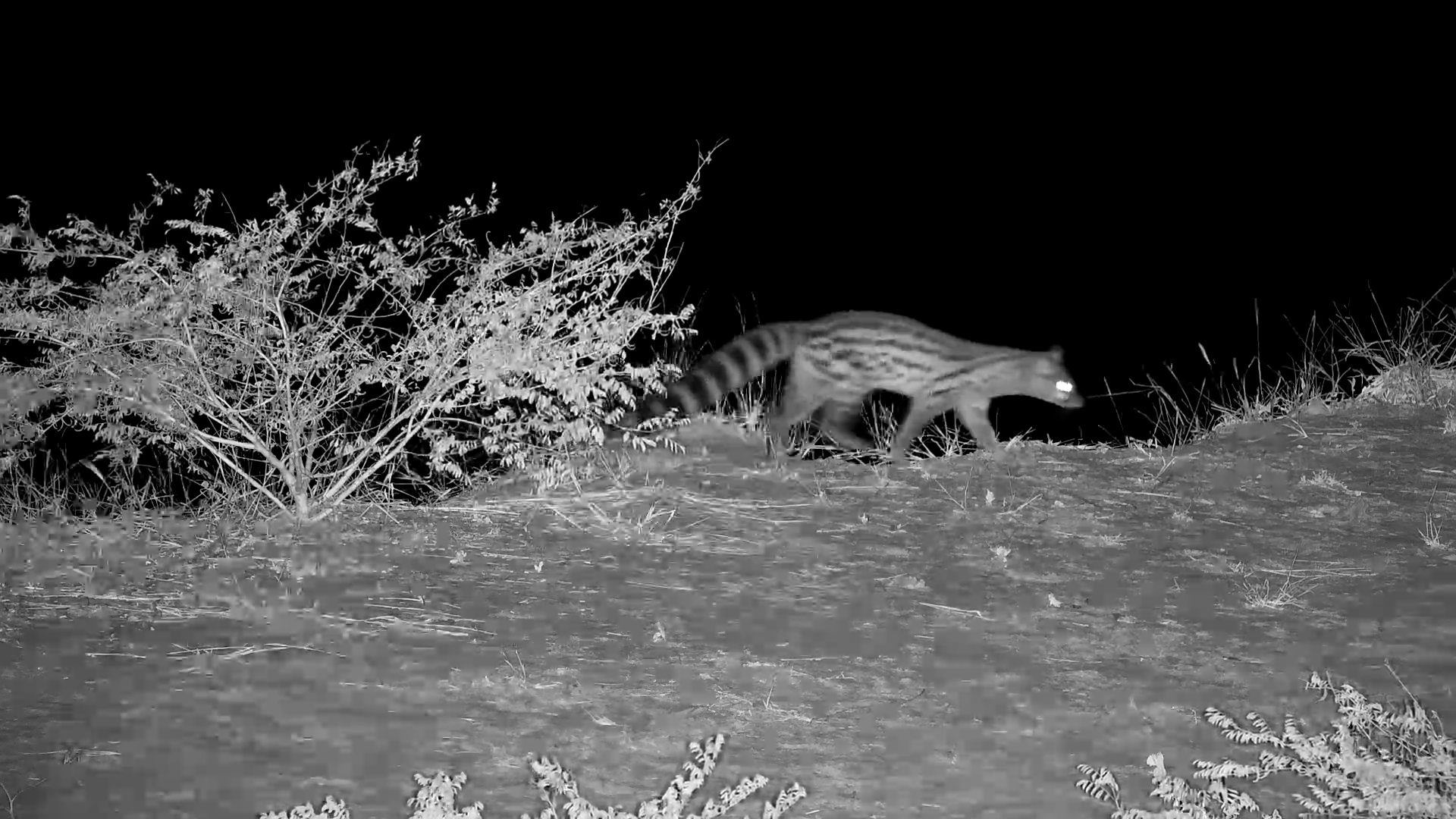 Genet Foraging by the River