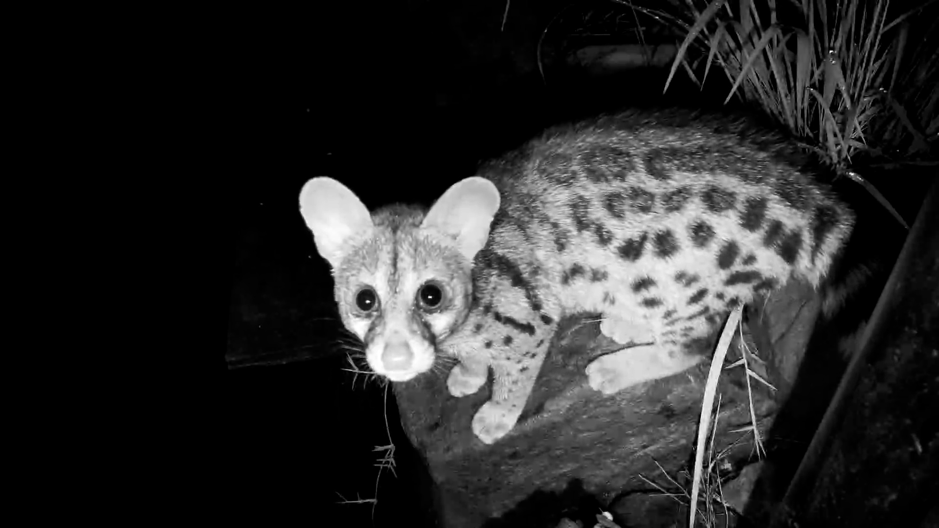 Genet on the Hunt… Says Hello!