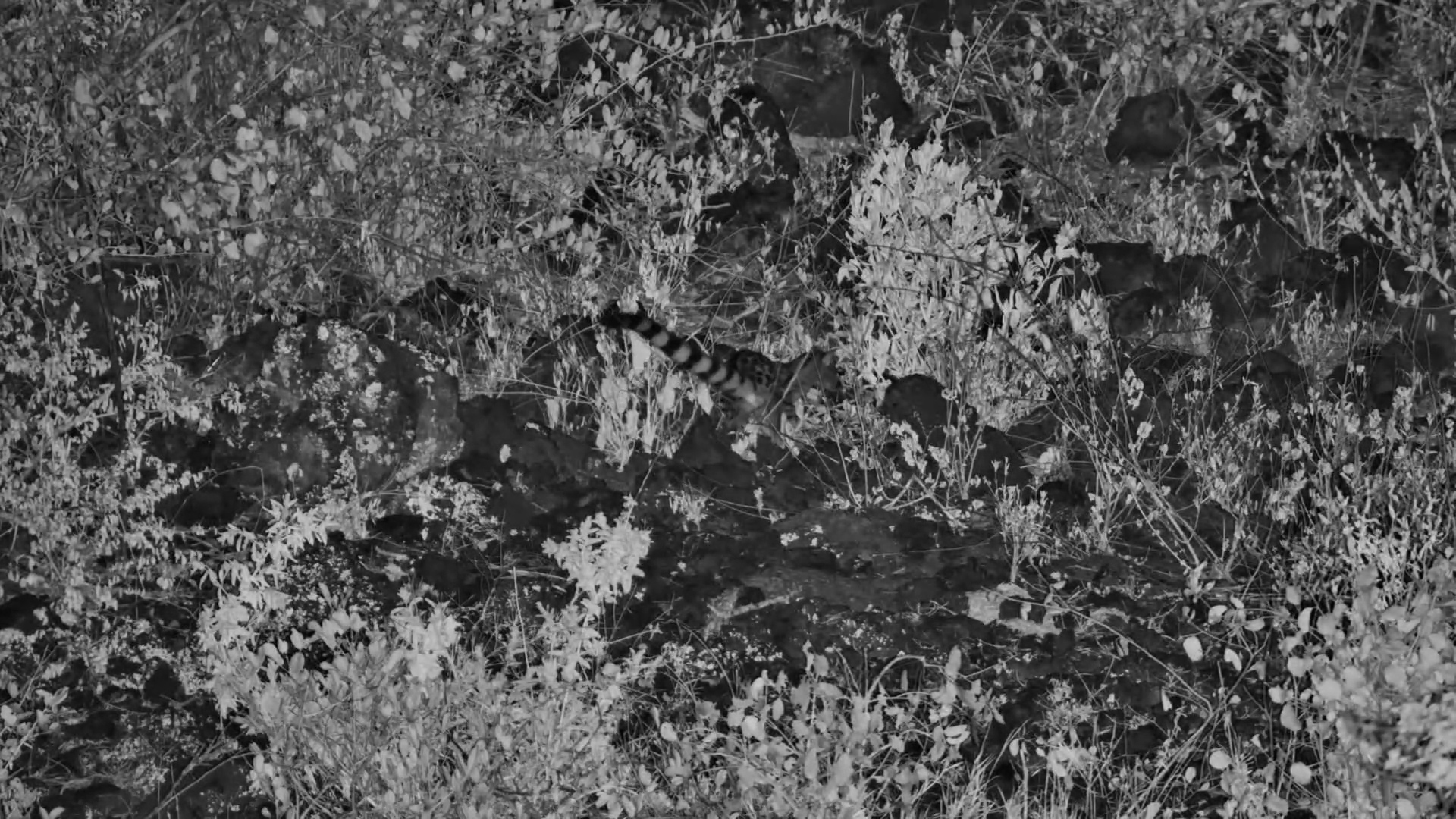 Finch Hattons Genet on the Prowl