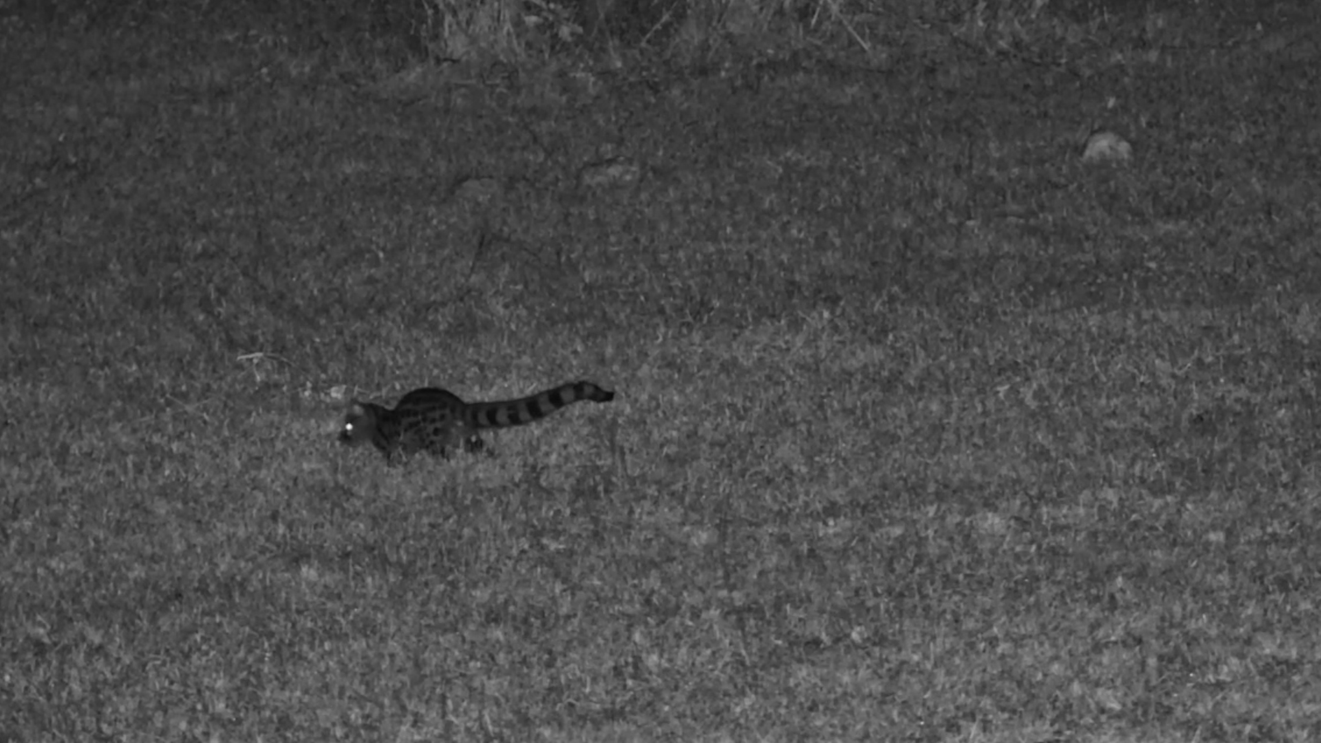 Large-Spotted Genet Prowls the Darkness Looking for Prey