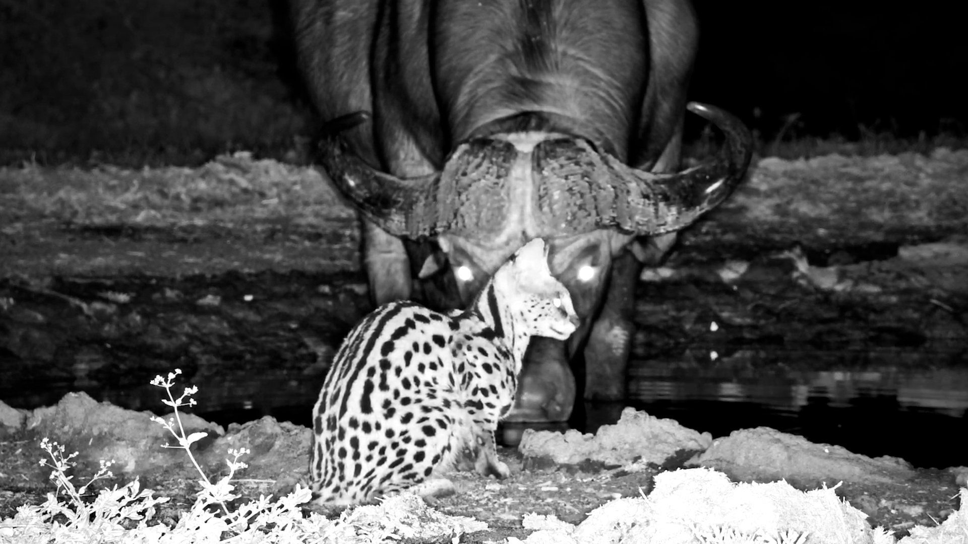 Tiny Cat Meets Giant Bull