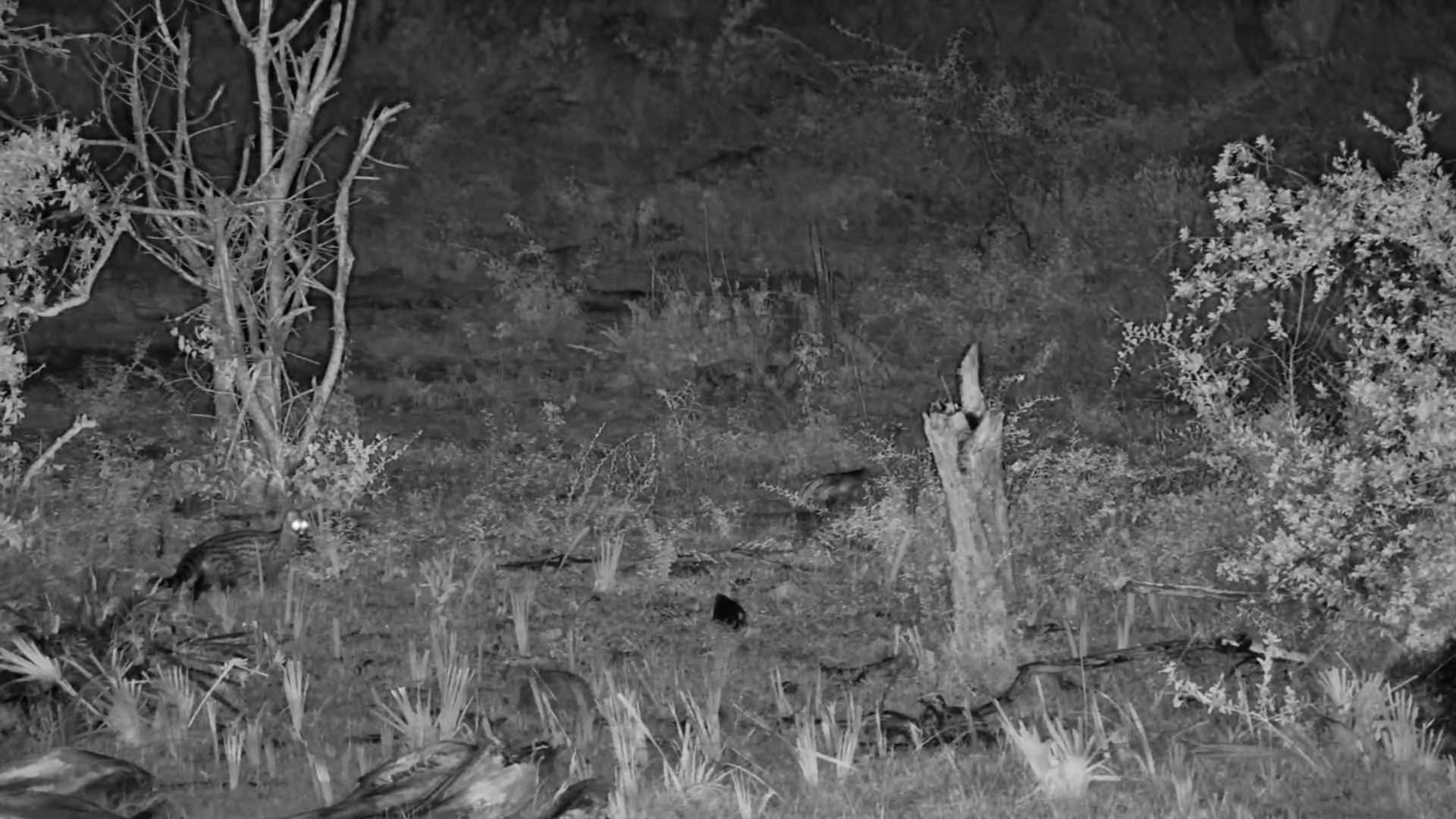 Genet Forages in the Dark at Kalahari Salt Pan