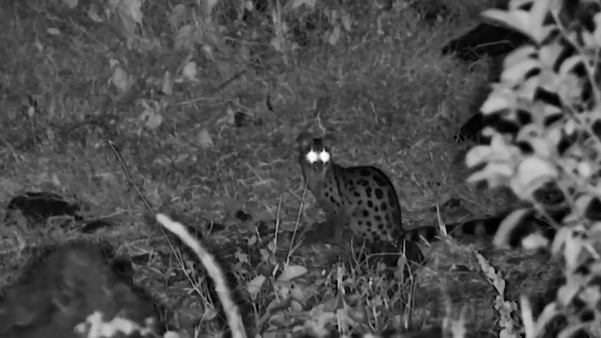 Genet Stopped to See What Was Going On