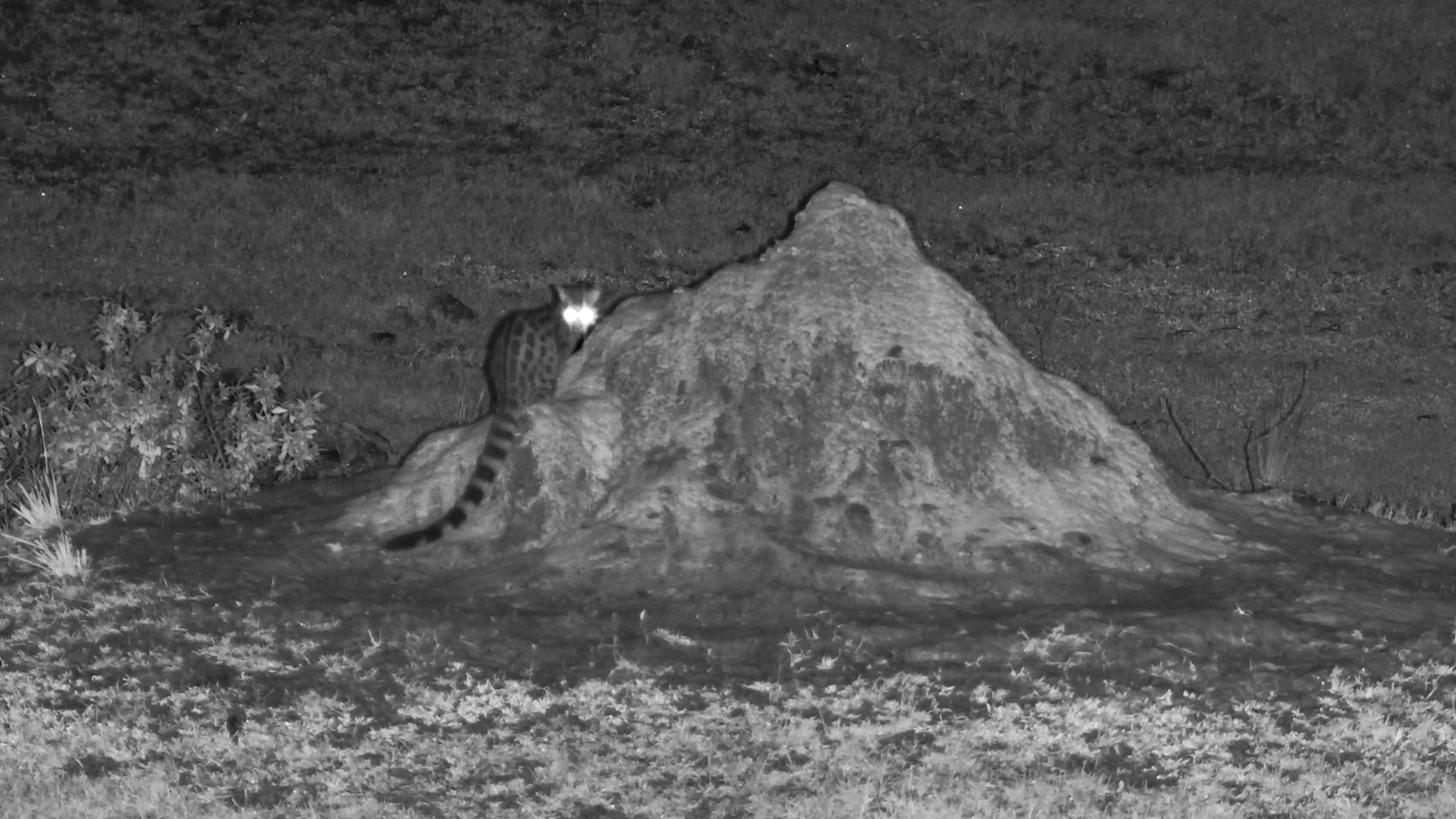 Large-spotted Genet Stands Guard at Tembe