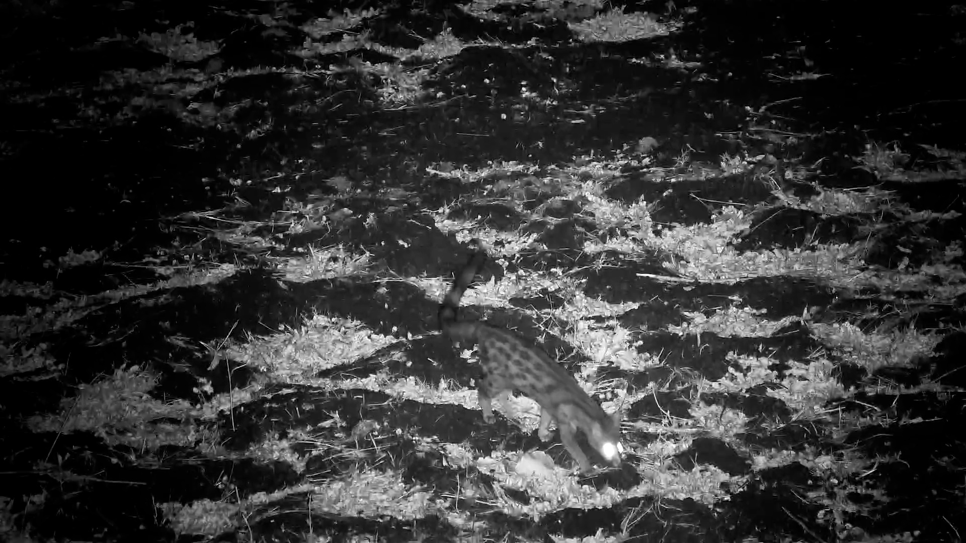 Large-Spotted Genet Sneaks Along the Riverbank