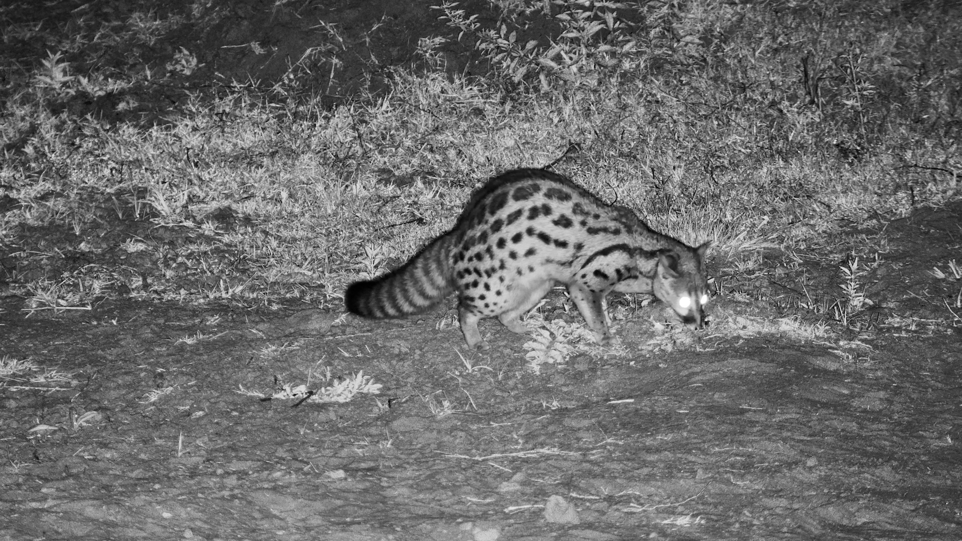 This Silent Hunter Owns the Night