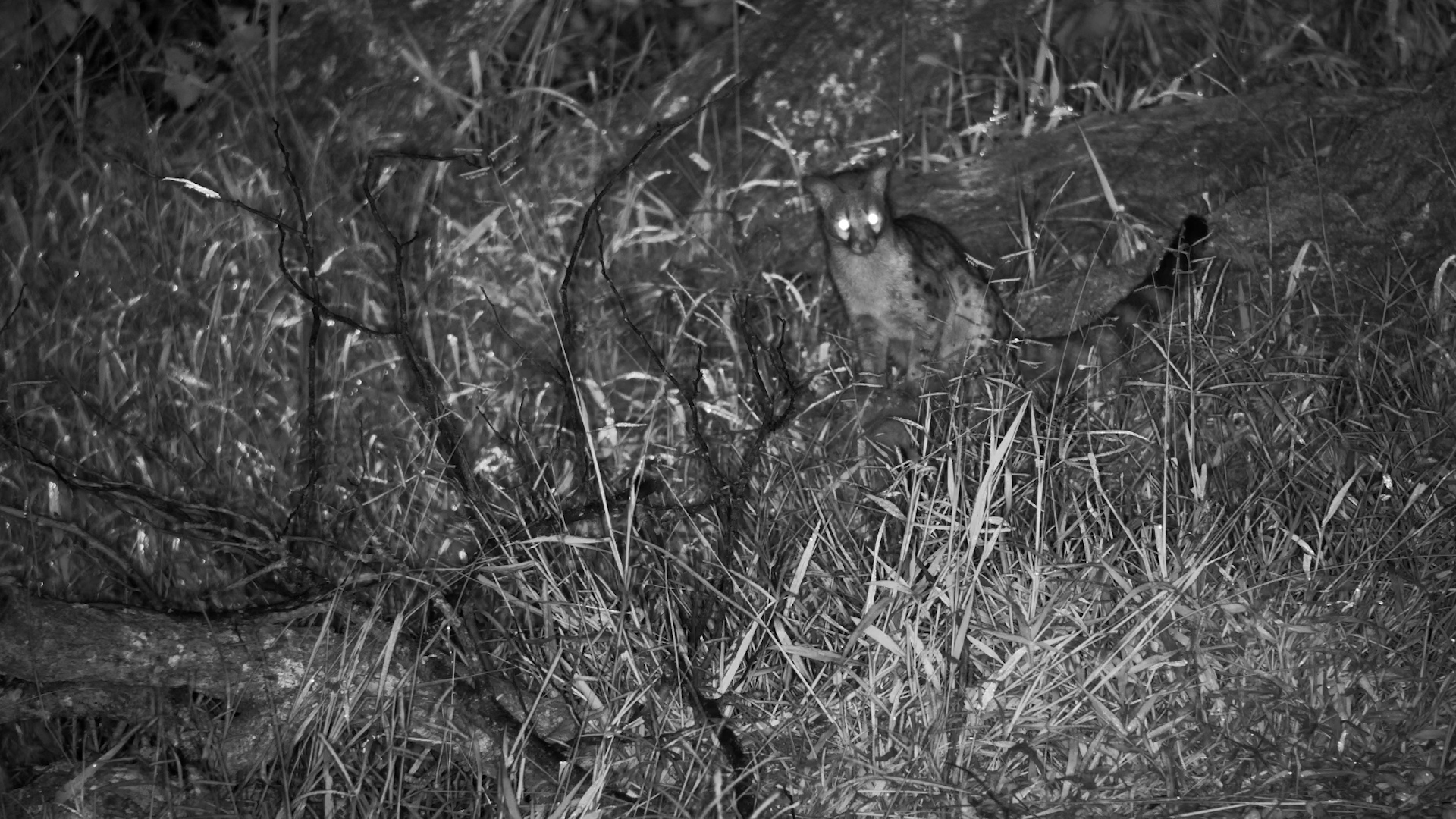 Genet Slips Through the Shadows