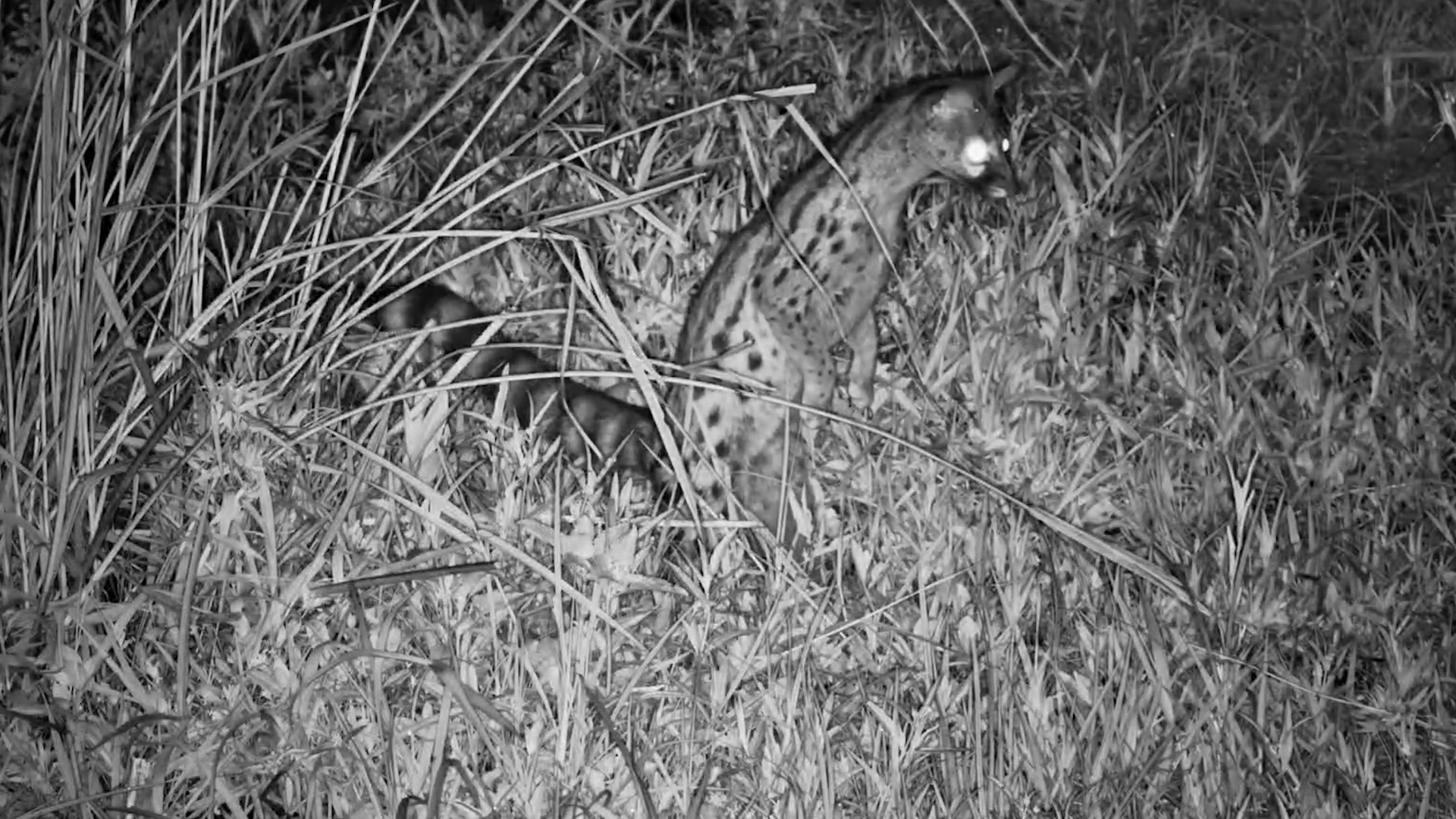Genet on a Night Stroll at Roy’s Dam