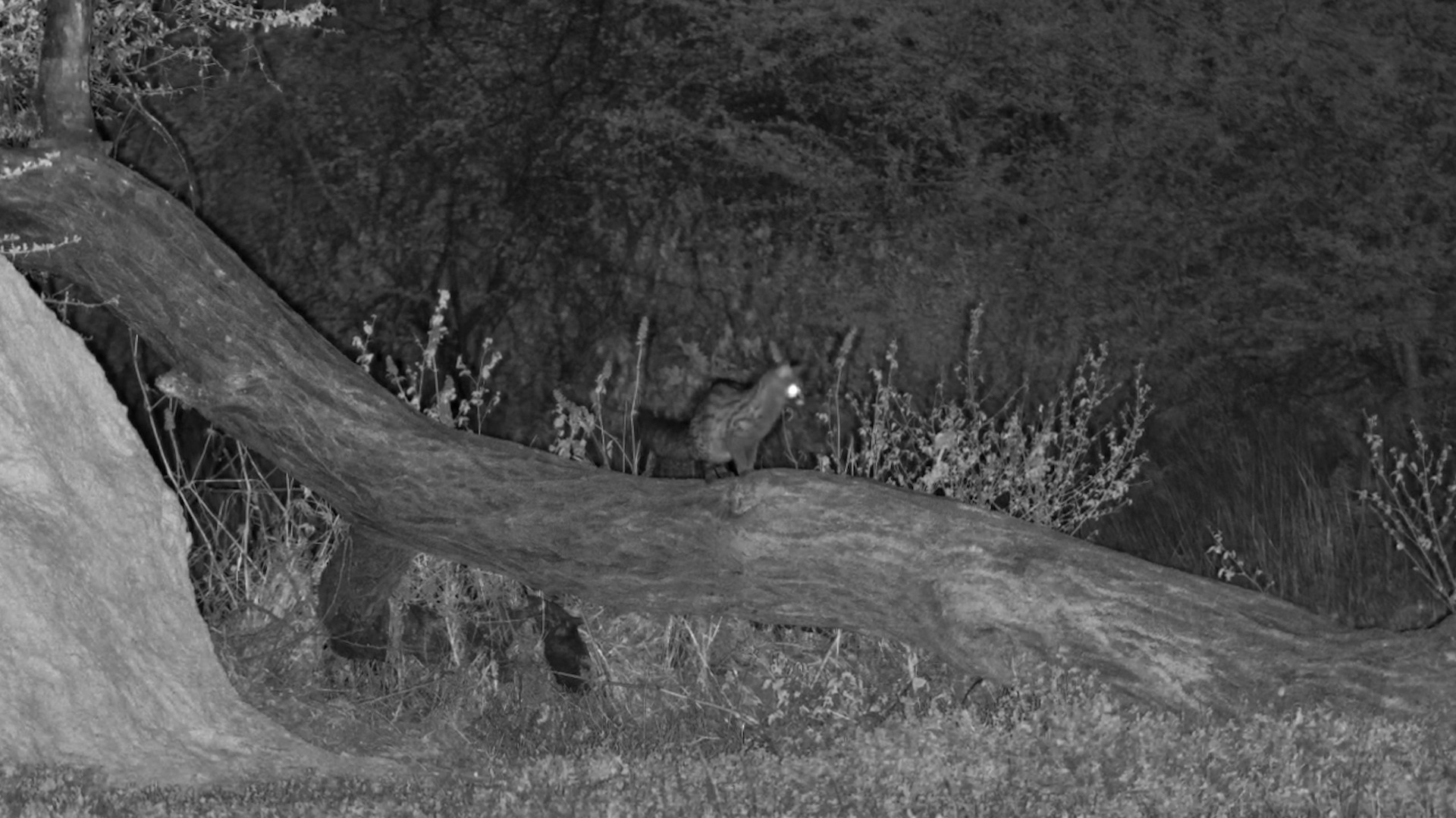Genet Slipping Through the Night