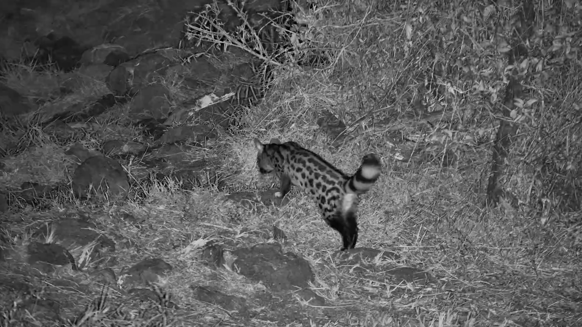 A Genet With a Missing Tail Tip