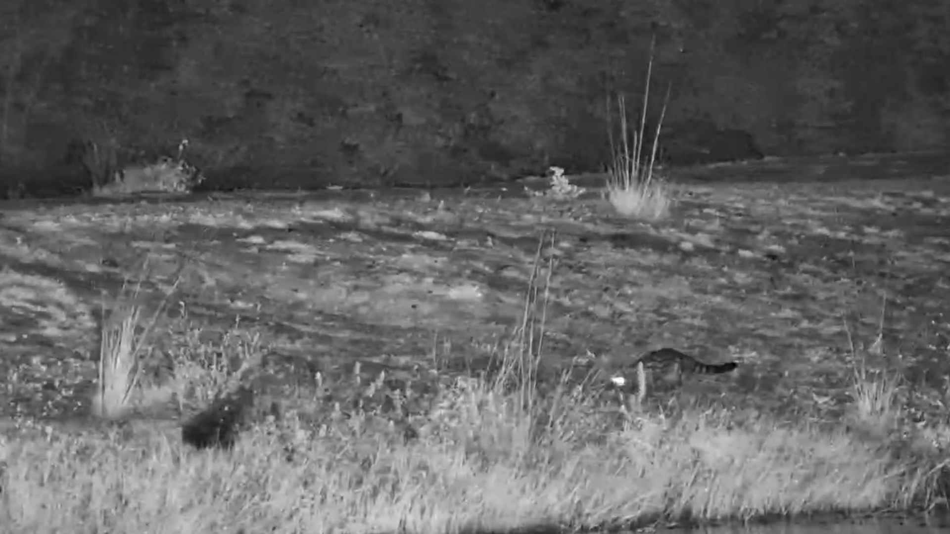 This Genet Thought It Had the Perfect Ambush