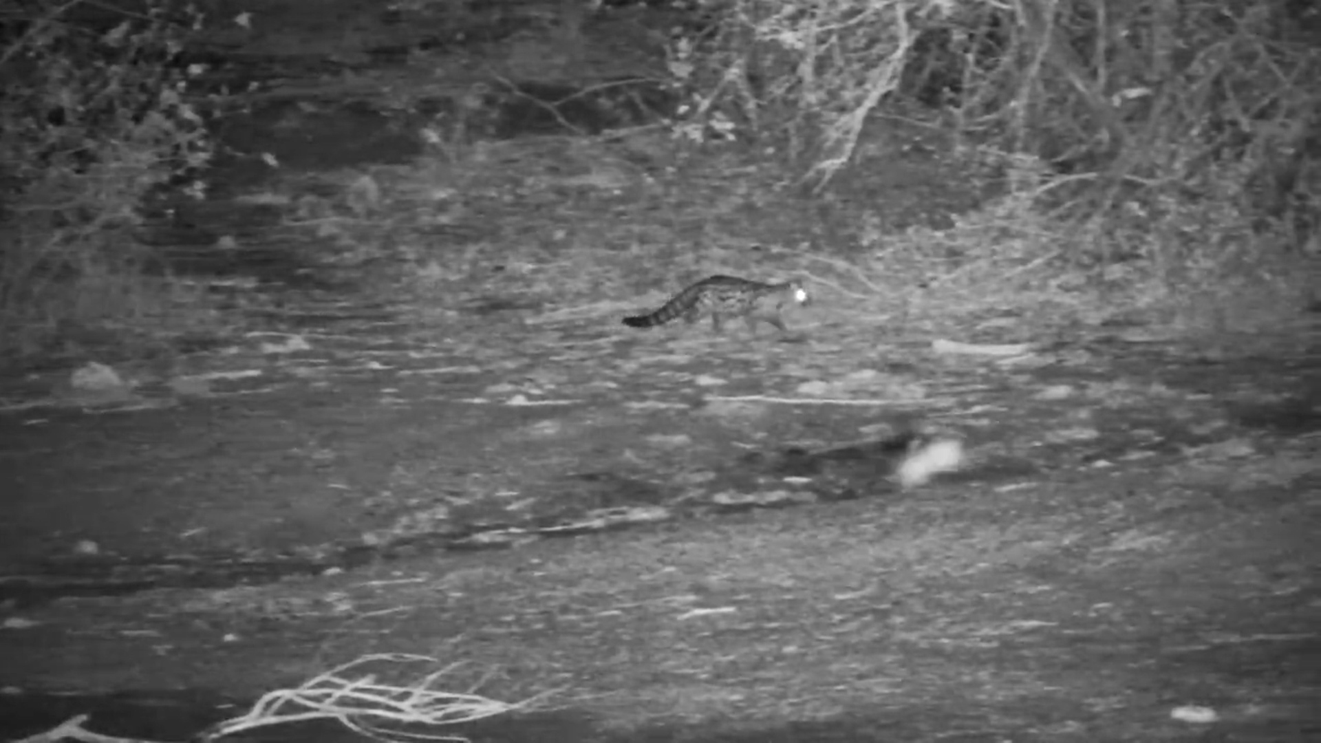 Large-Spotted Genet on the Move at Night