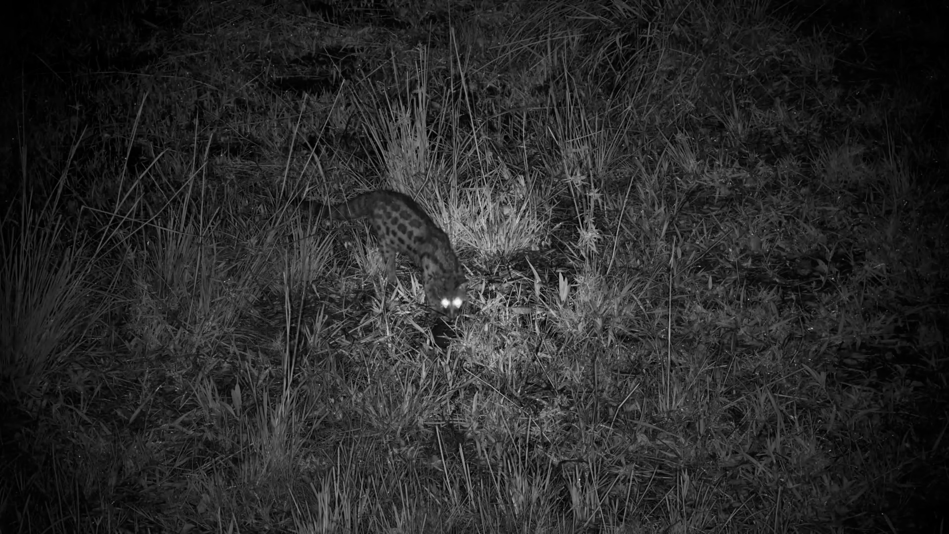 Large-Spotted Genet Forages at Roy’s Dam