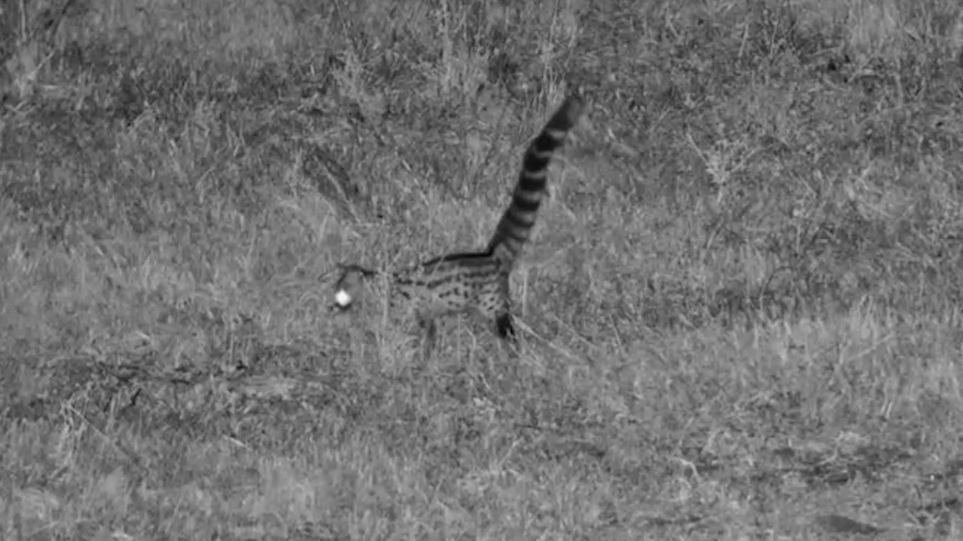 A Genet Quietly Hunts Through the Darkness at Moela