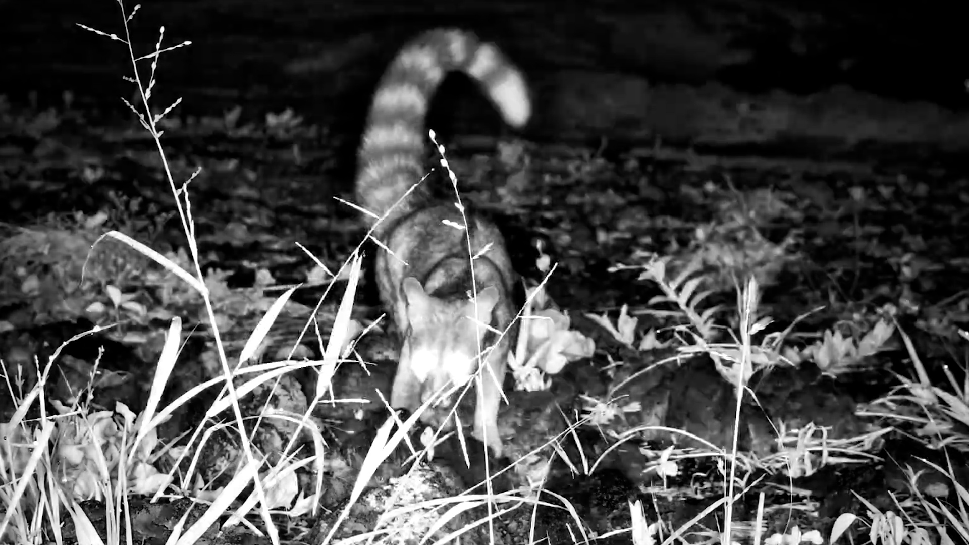 Genet Hunting in the Dark