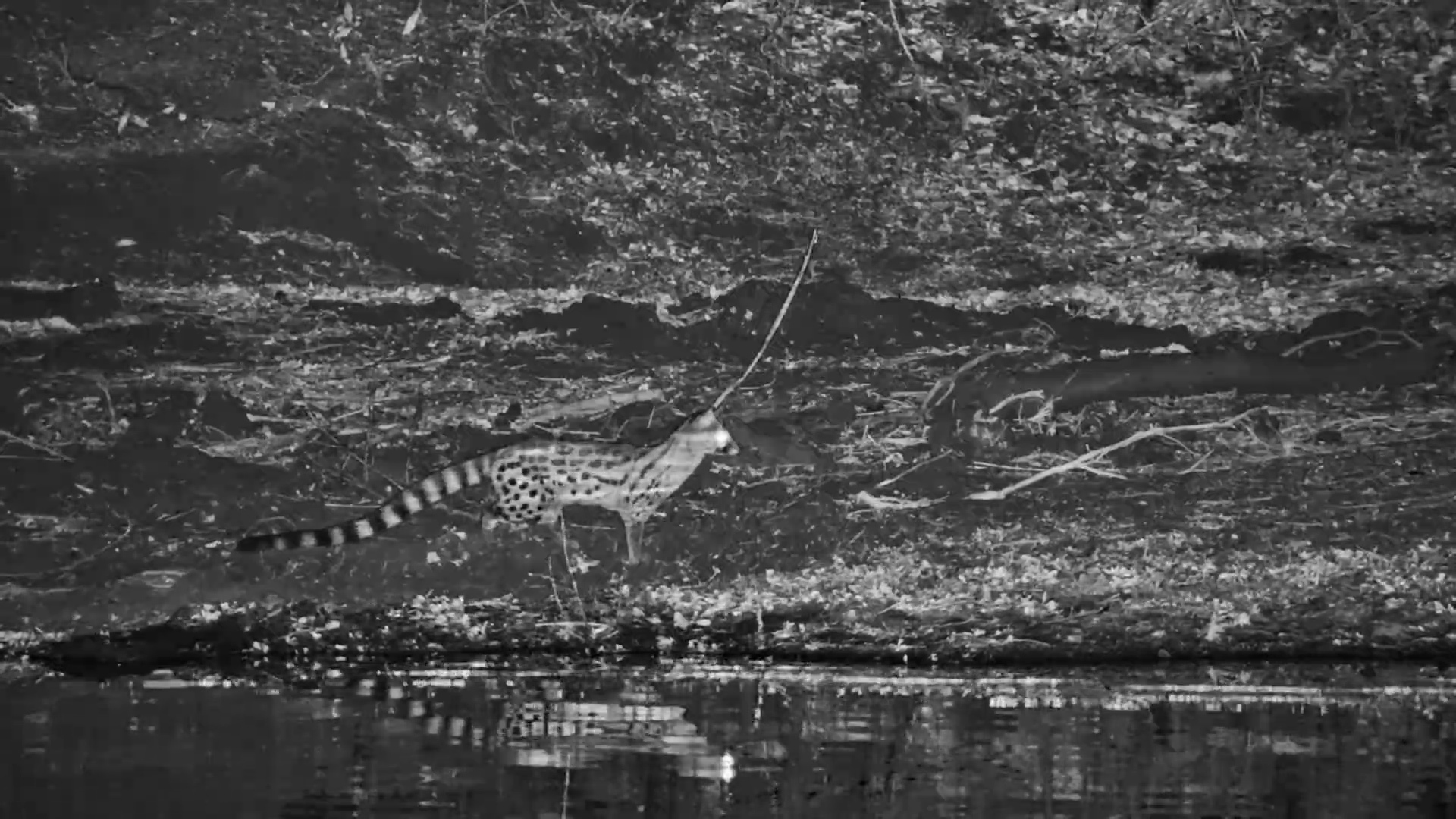 Silent Stalker: Large-Spotted Genet Forages in the Night
