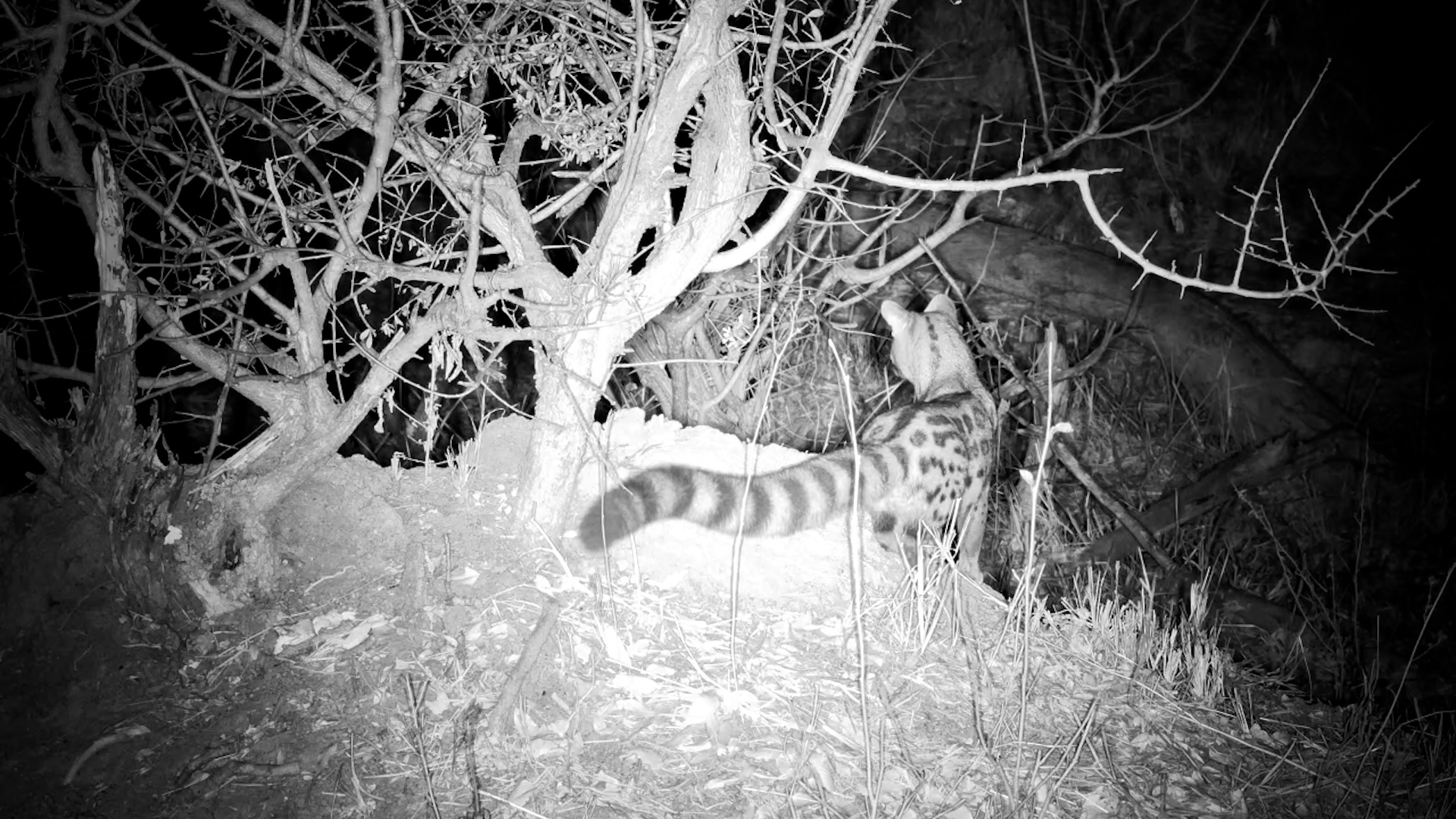 Large-Spotted Genet on the Prowl