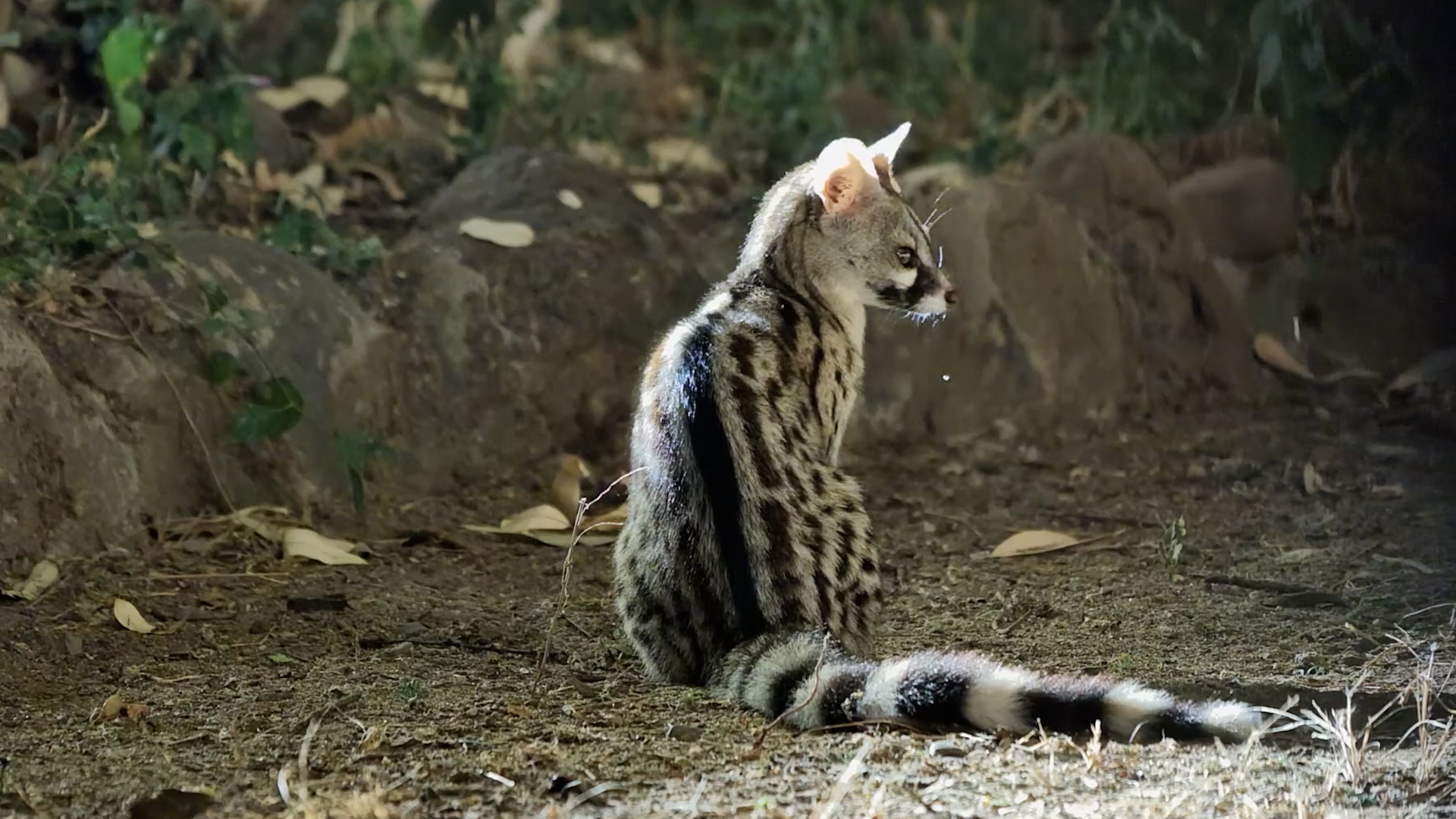 One Genet Became Two