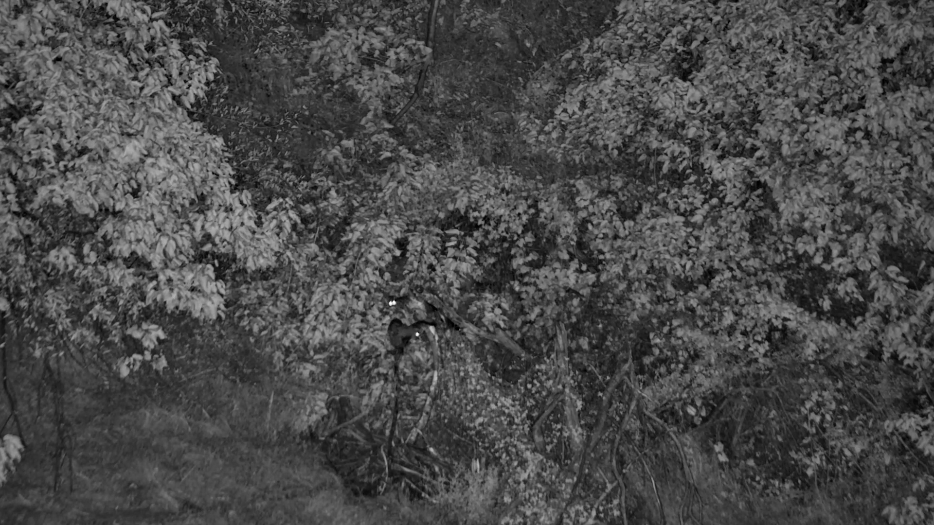 Two Genets Spotted in the Trees