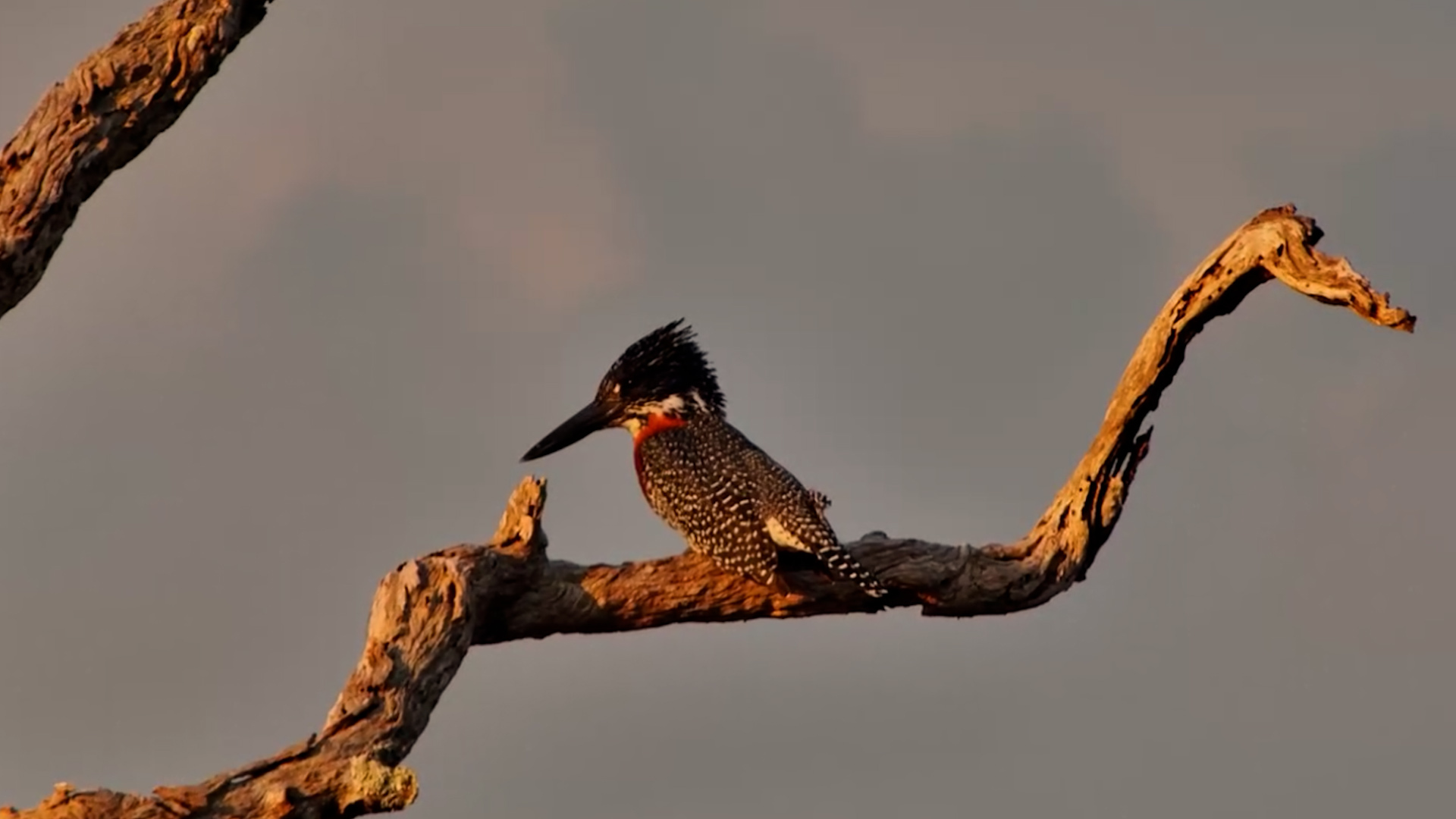 Giant Kingfisher Waits Patiently