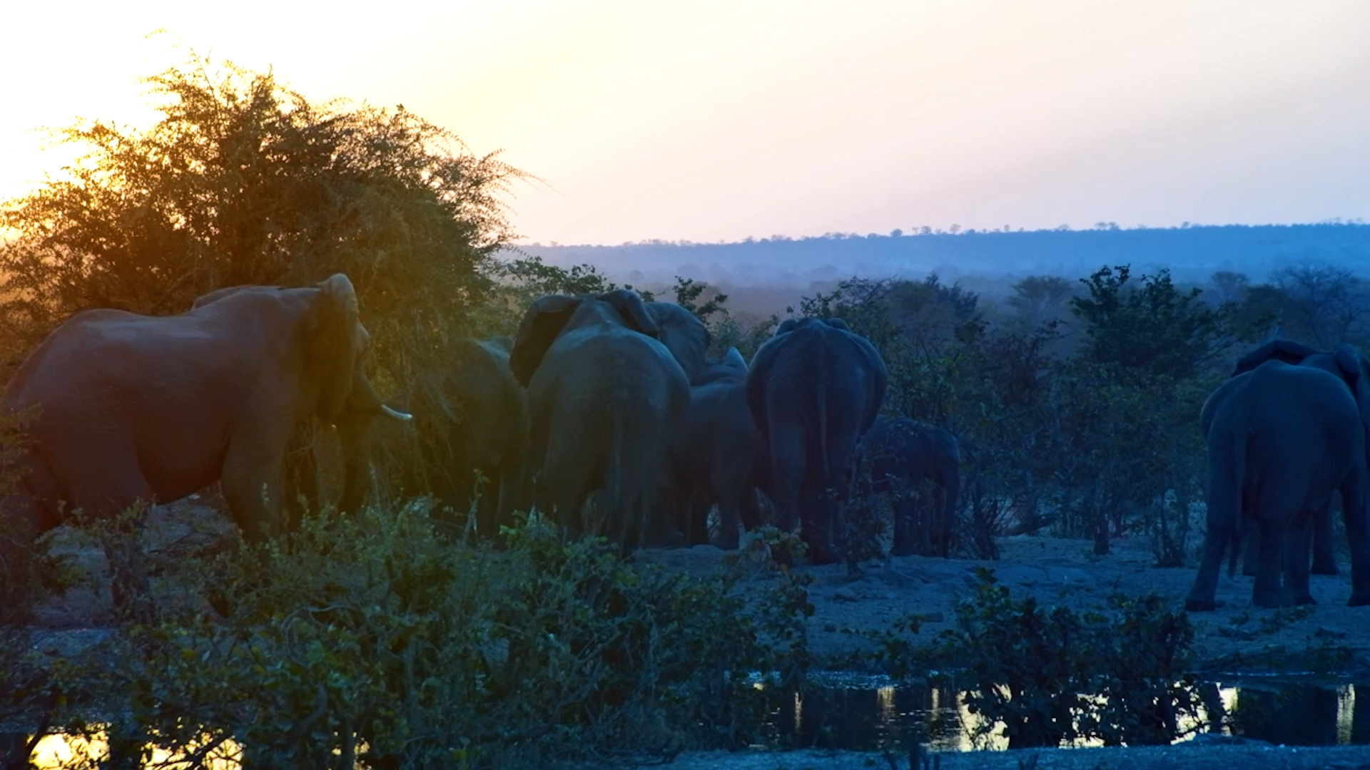 Elephants Arrive Just in Time for Sundowners